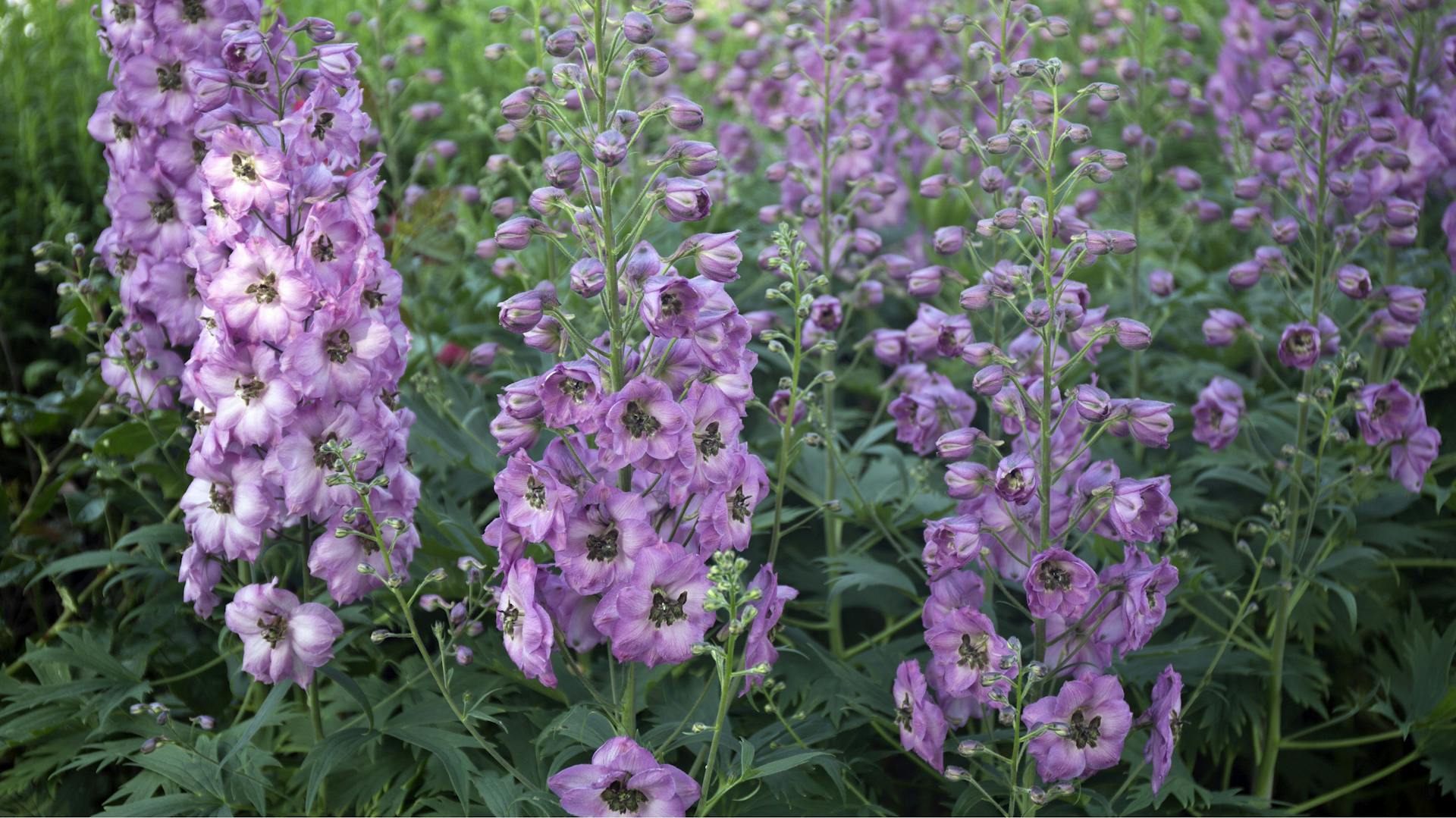 Rittersporn „Astolat“ mit lila-rosanen Blüten.