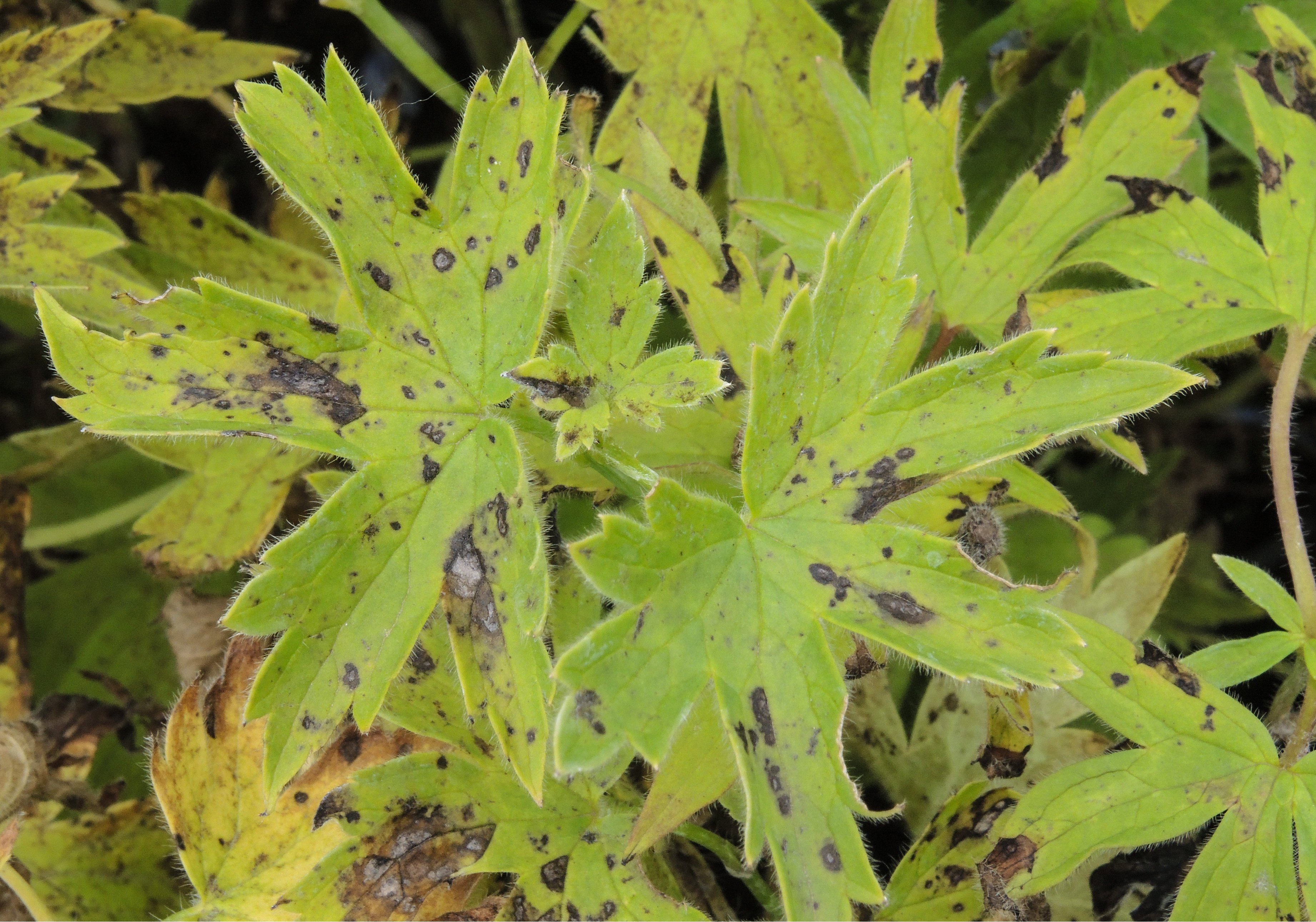 Malattia della macchia nera nella speronella