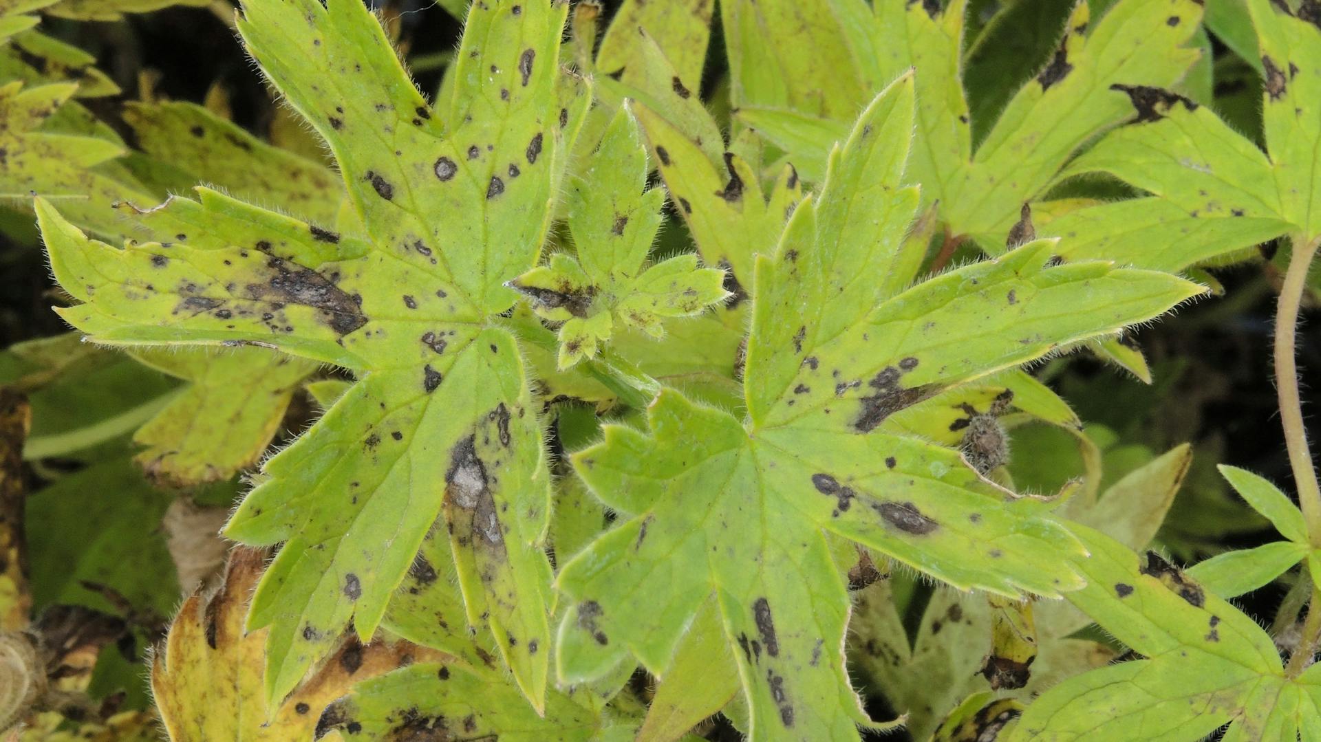 Schwarzfleckenkrankheit am Rittersporn