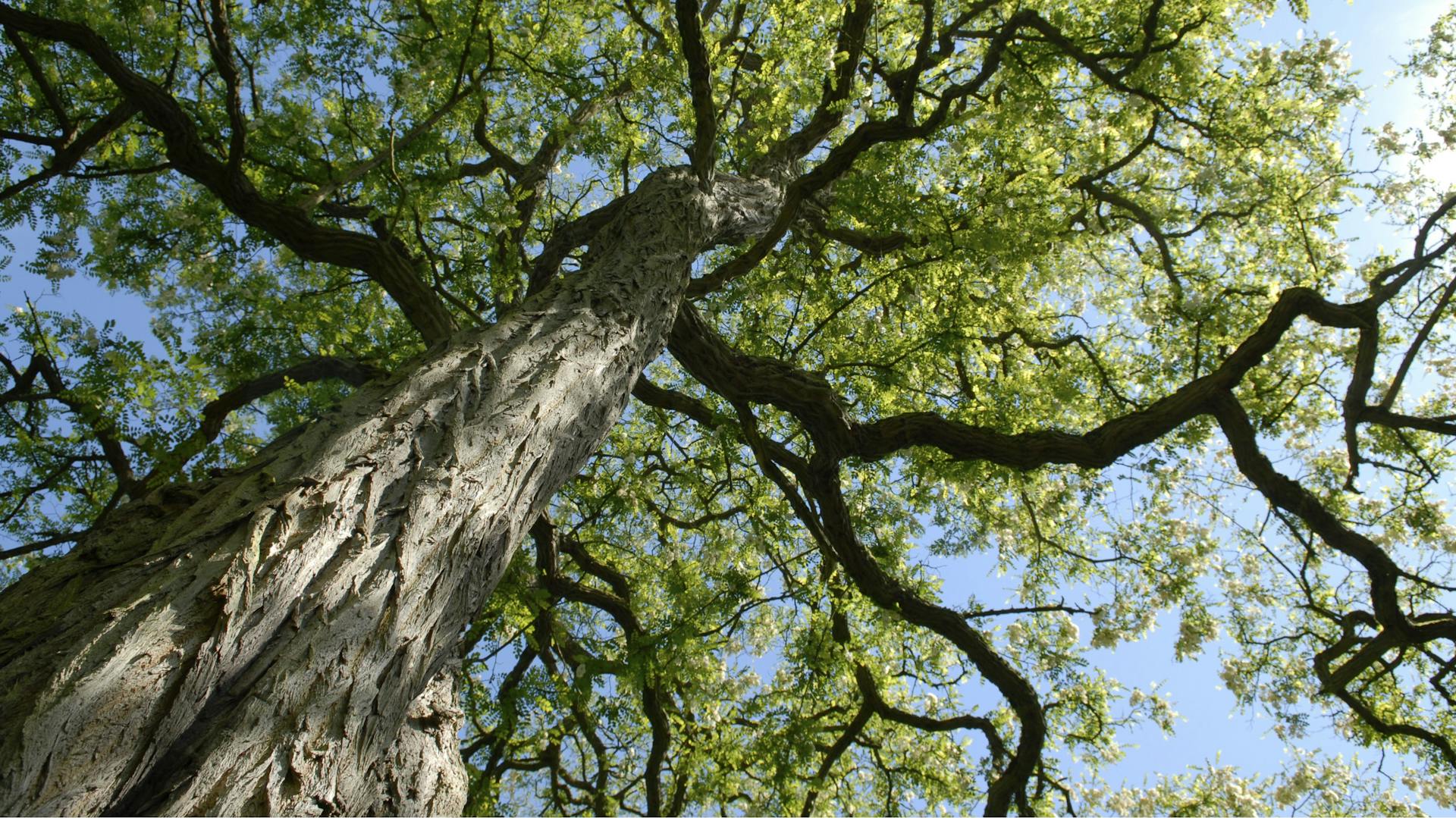 Der Blick von unten in die Krone einer Robinie.
