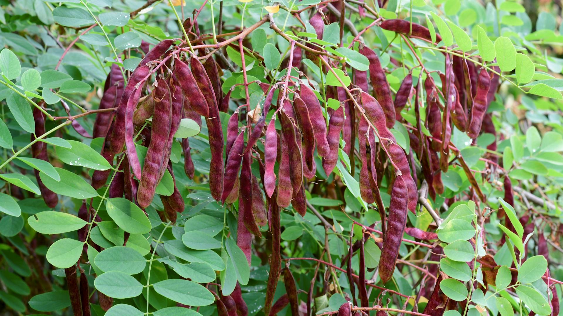 An einer Robinie hängen zahlreiche rote Früchte.