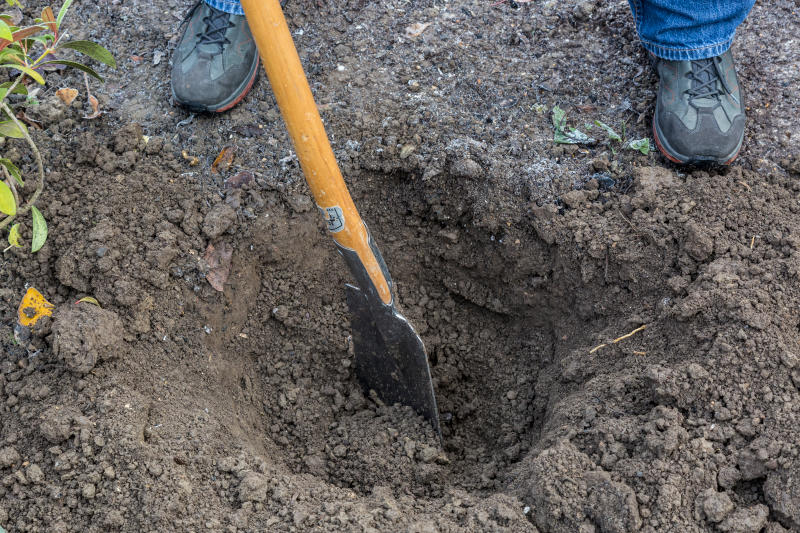 Jemand hebt ein Pflanzloch für eine Robinie aus.