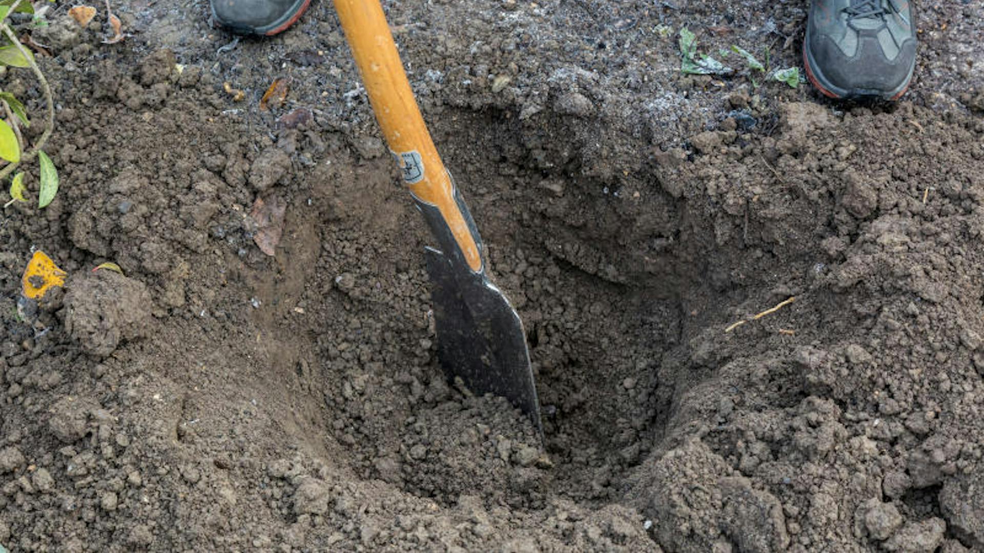 Jemand hebt ein Pflanzloch für eine Robinie aus.