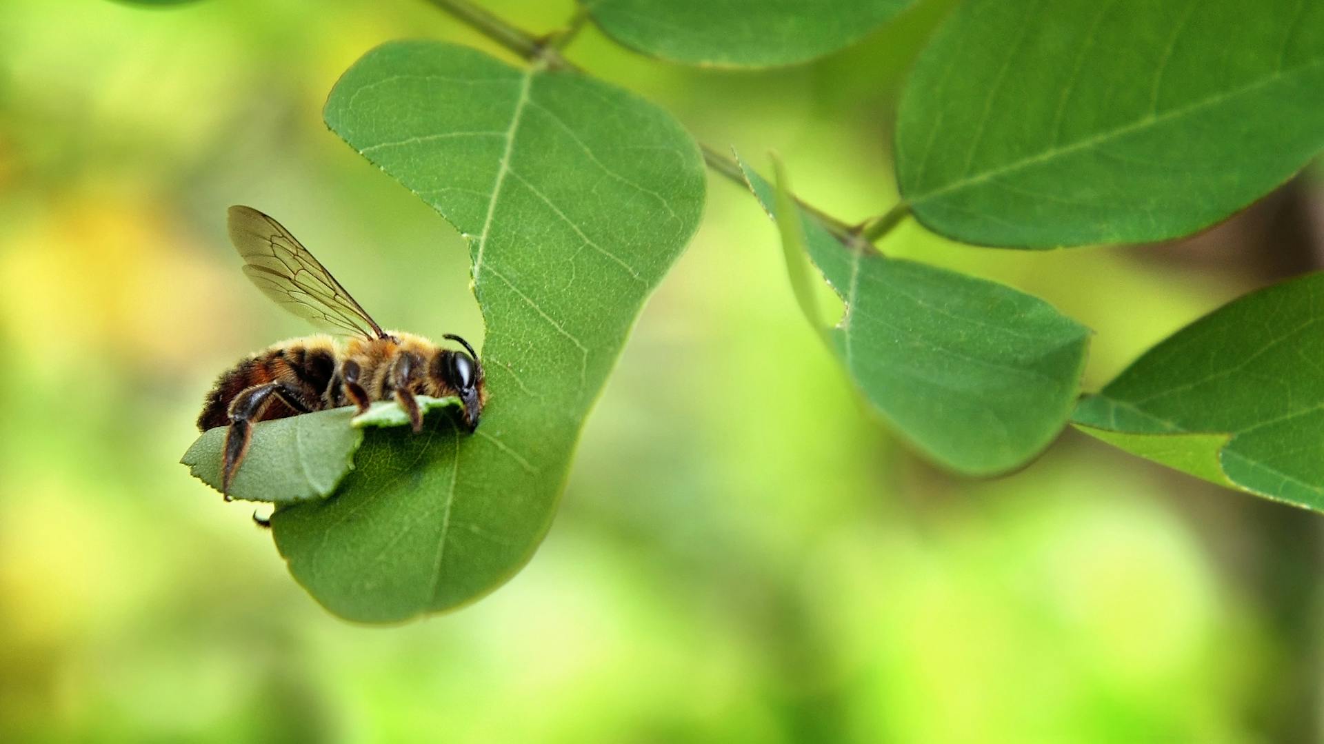 Eine Blattschneiderbiene zerteilt ein Blatt der Robinie.