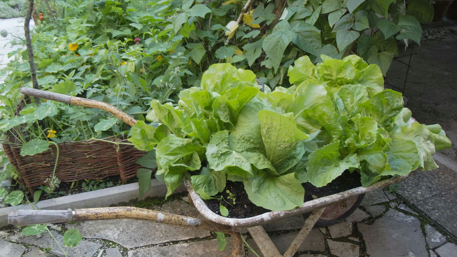 Mehrere Köpfe Romanasalat liegen in einer Schubkarre.