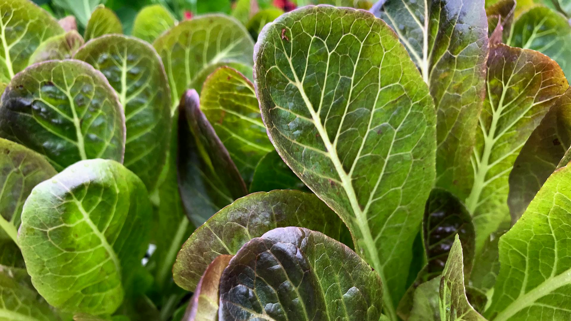 Junger, rotbrauner Romanasalat wächst in einem Beet