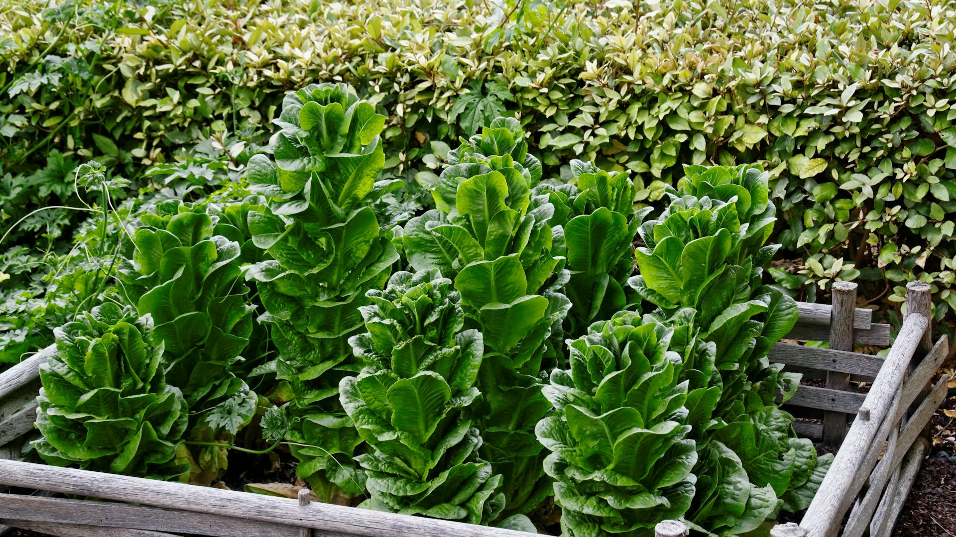 Mehrere Romanasalatköpfe wachsen im Beet.
