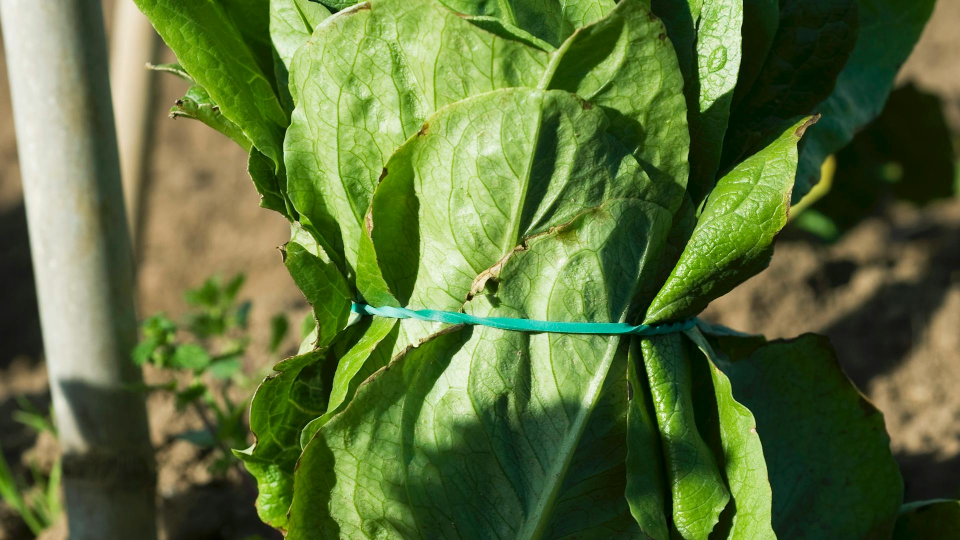 Ein zusammengebundener Romanasalat in einem Beet.