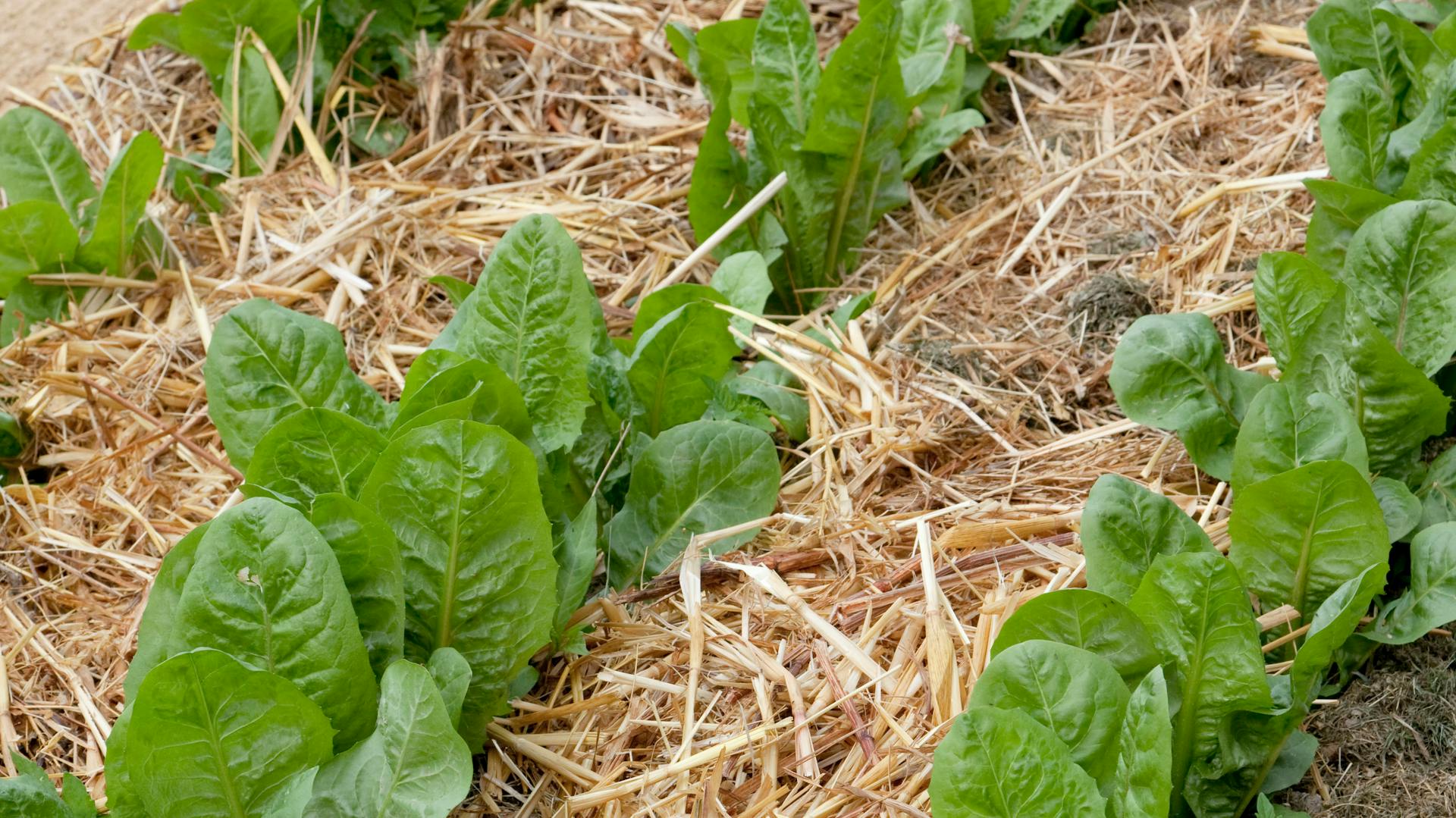 Romanasalatpflanzen stehen in Reihen im Beet.
