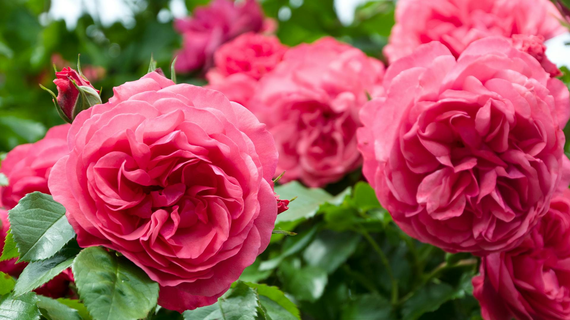 Rosenarten: Diese Auswahl solltest du kennen | OBI