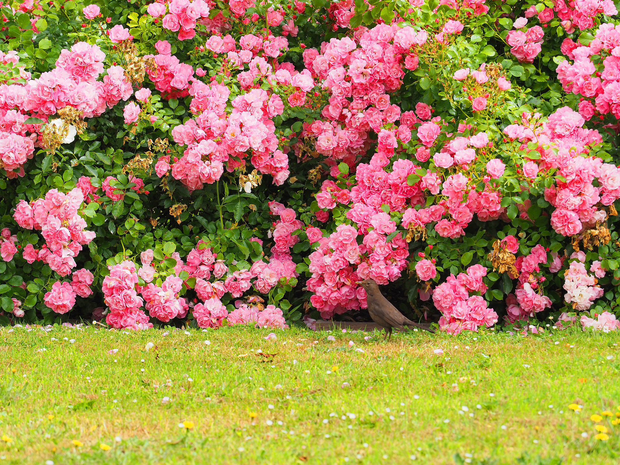 Rosa blühende Beetrosen im Garten