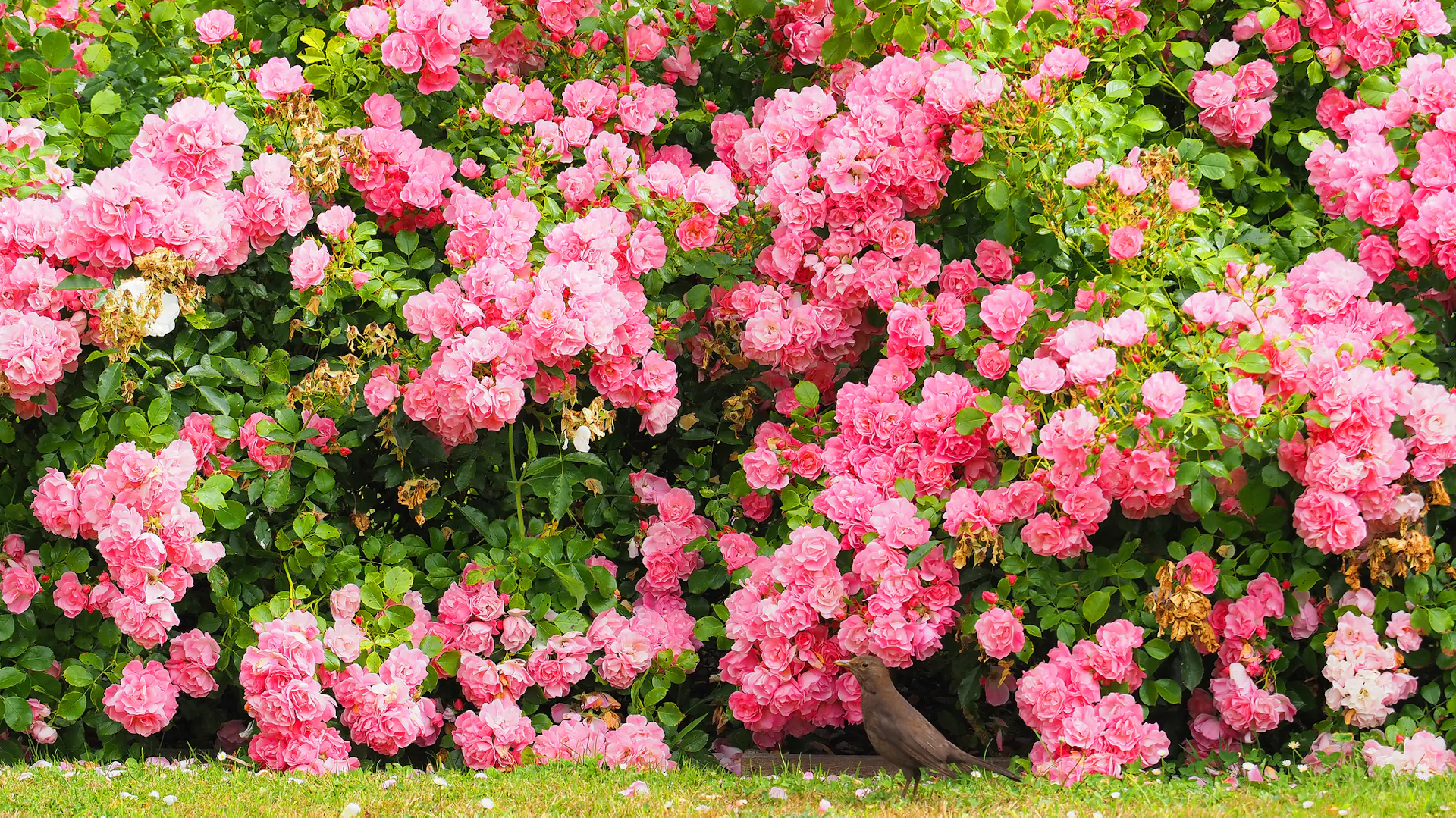 Rosa blühende Beetrosen im Garten