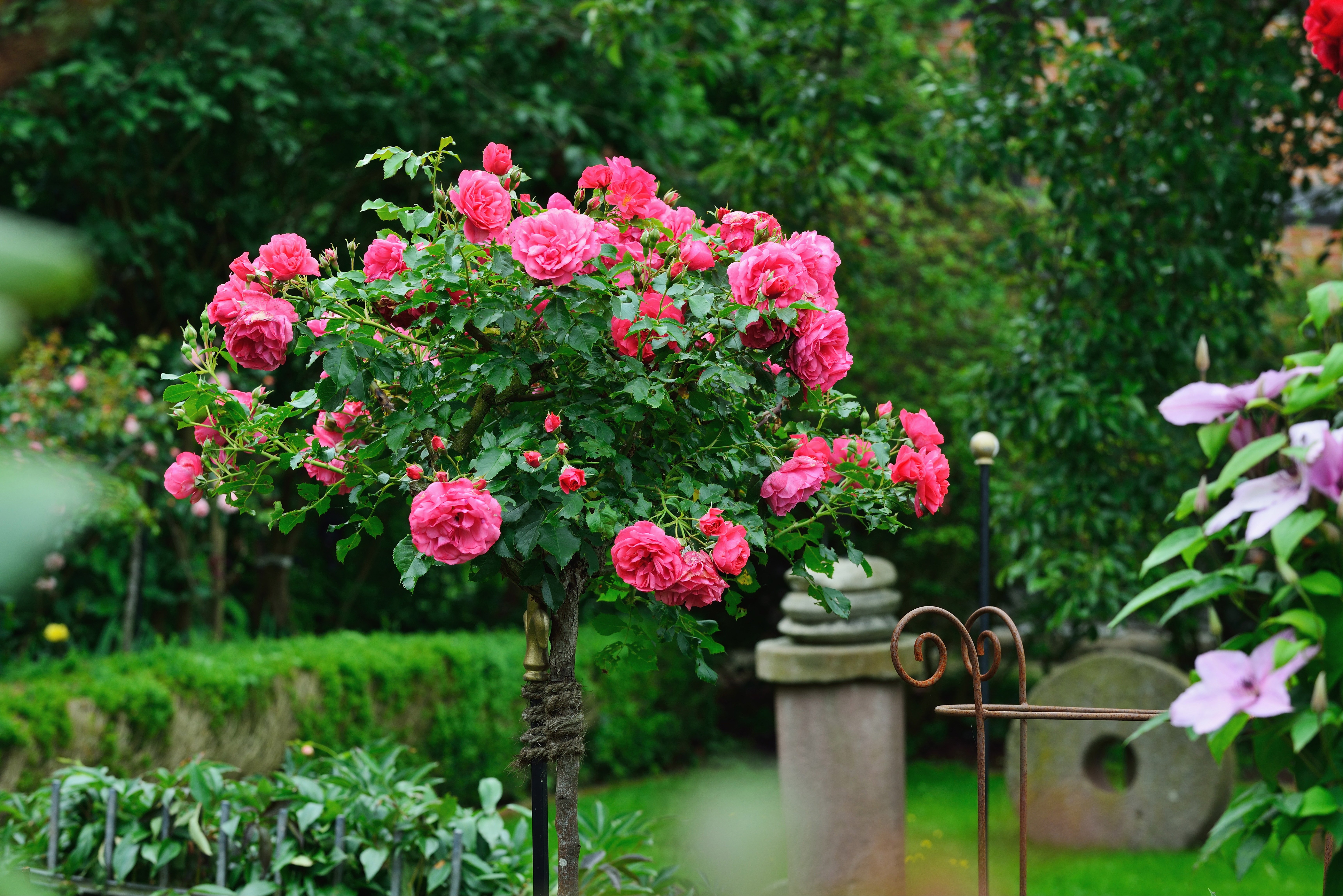 Rosa blühende Stammrosen im Garten