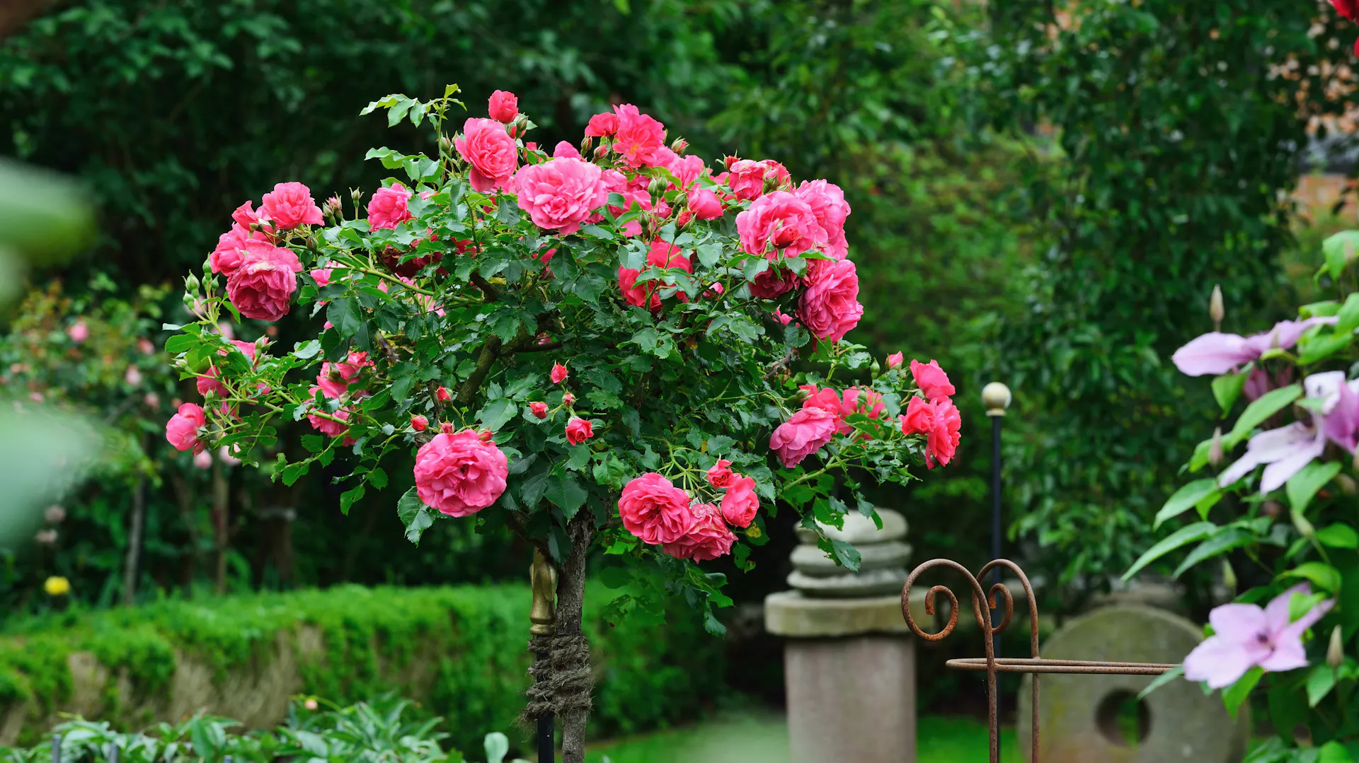 Rosa blühende Stammrosen im Garten