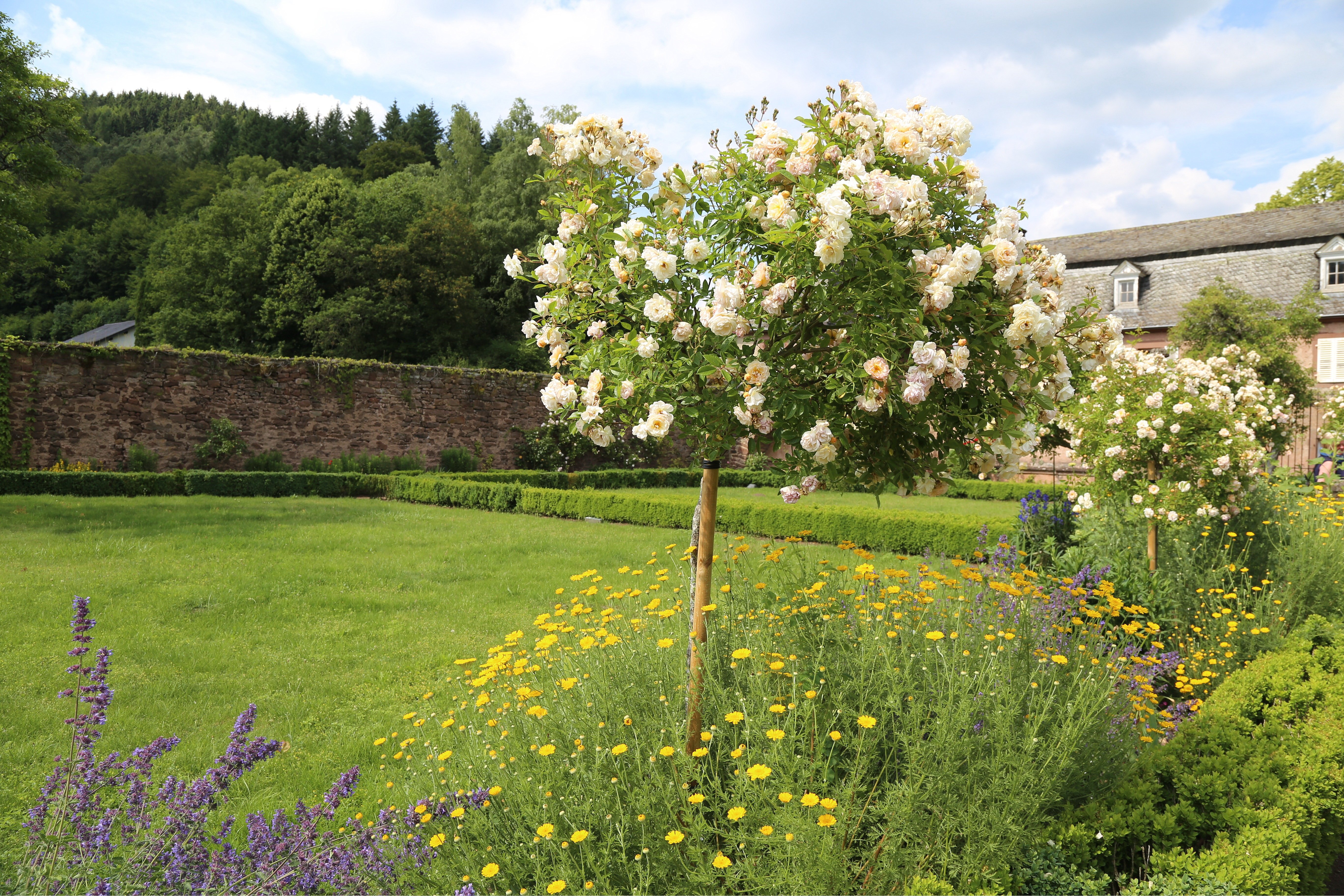 Rosensorte Gishlaine de Feligonde als Kaskadenrose