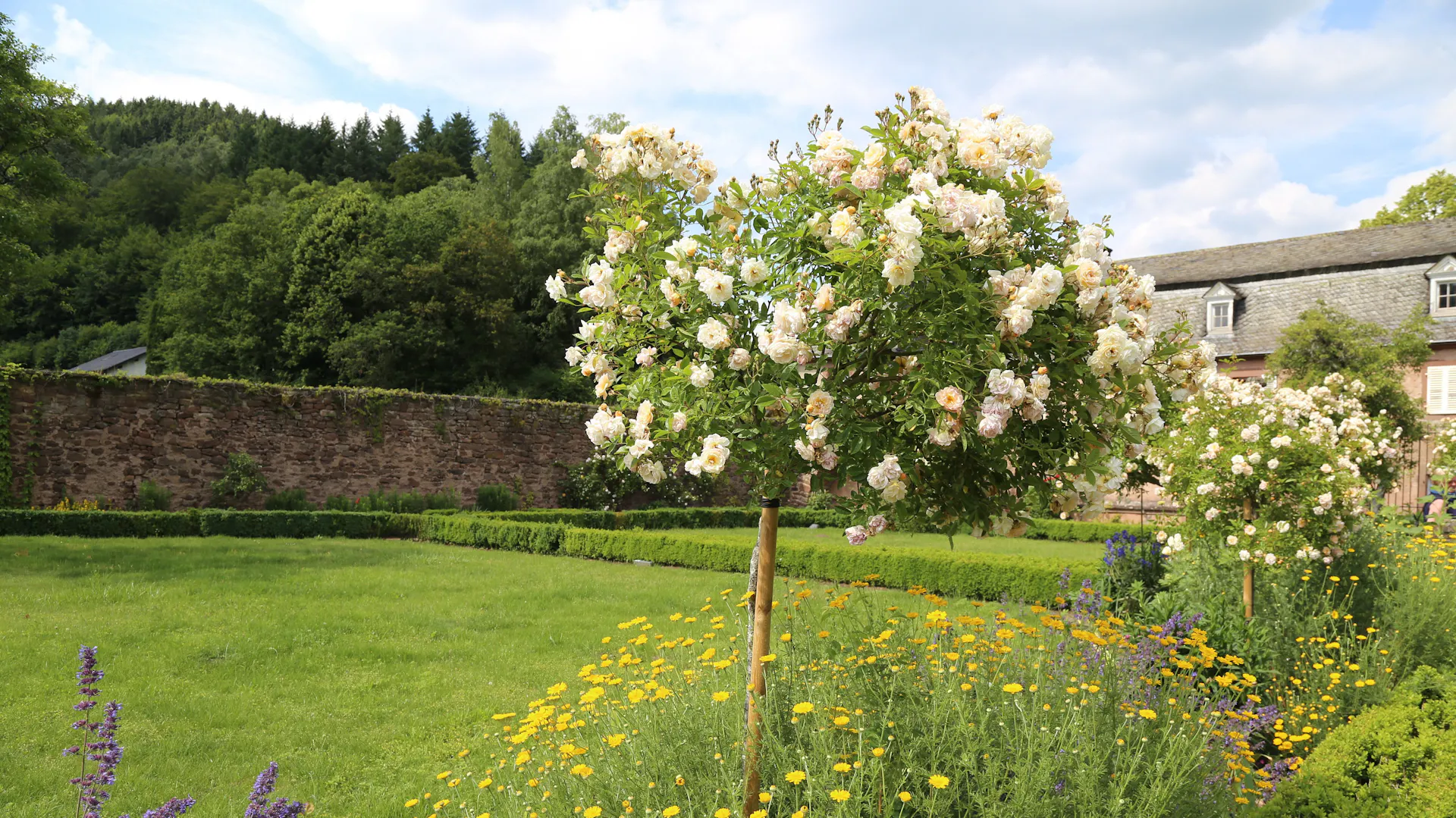 Rosensorte Gishlaine de Feligonde als Kaskadenrose