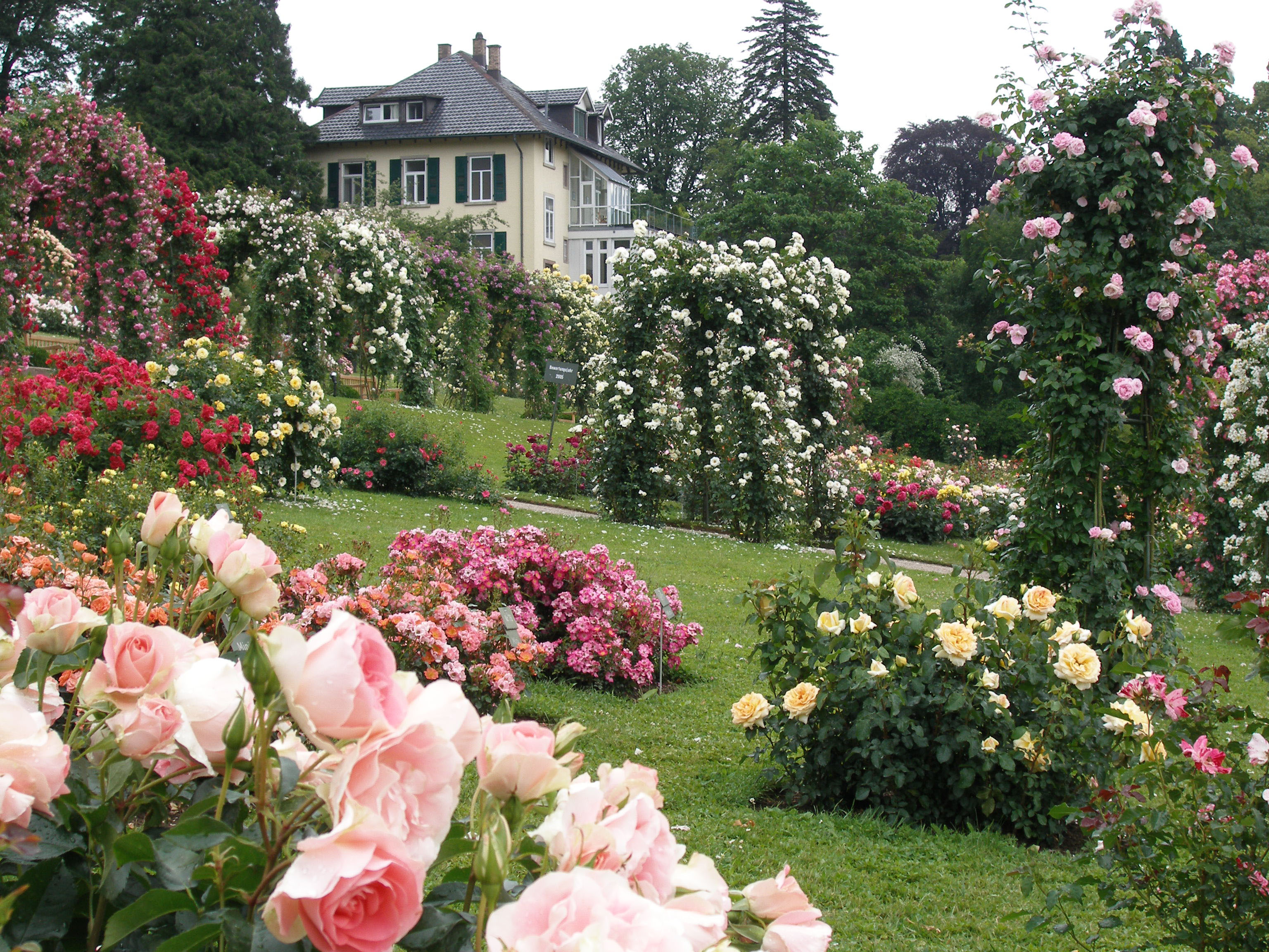 Reich blühender Garten mit verschiedenen Rosenarten und Wohnhaus im Hintergrund