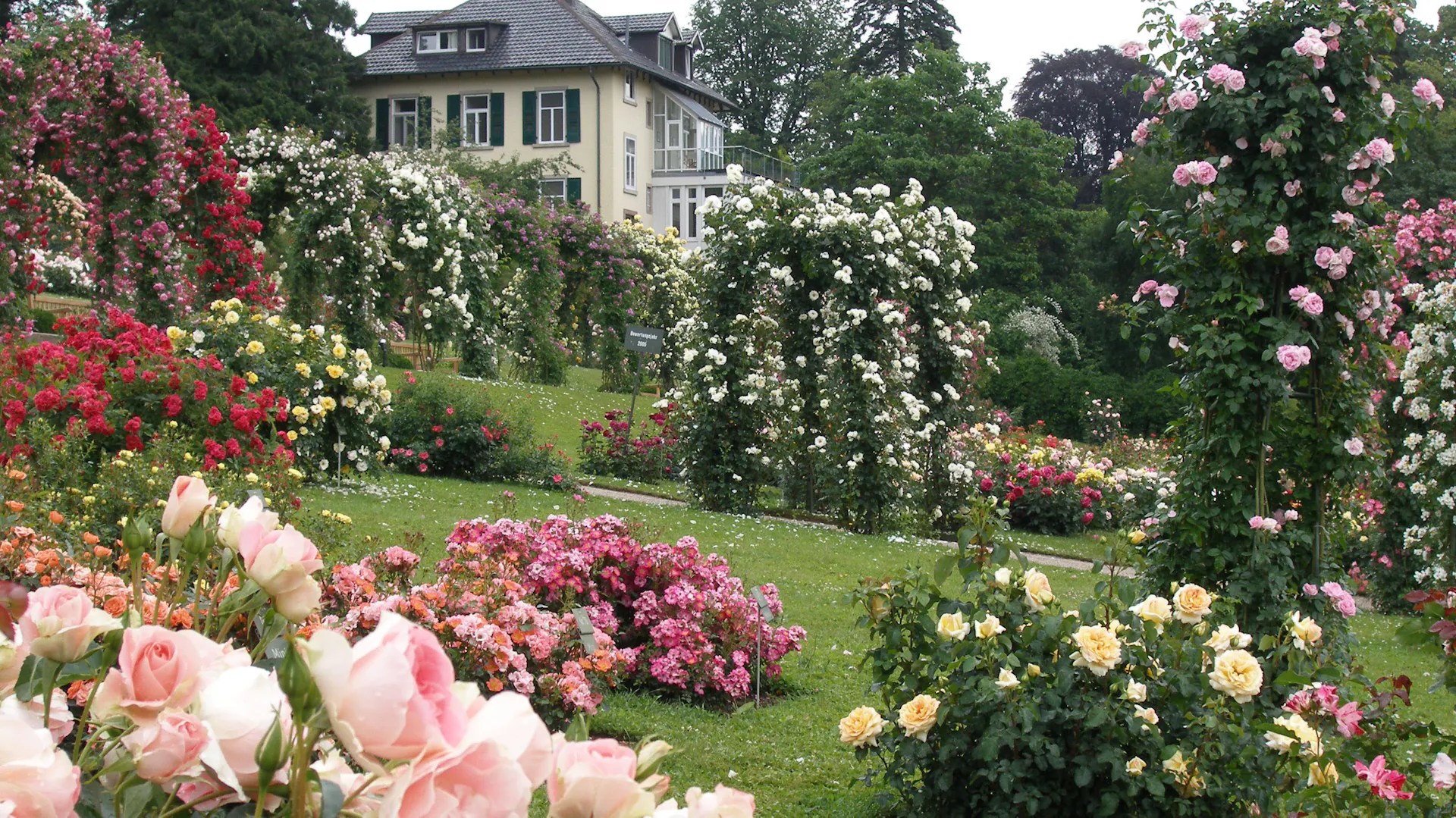 Reich blühender Garten mit verschiedenen Rosenarten und Wohnhaus im Hintergrund