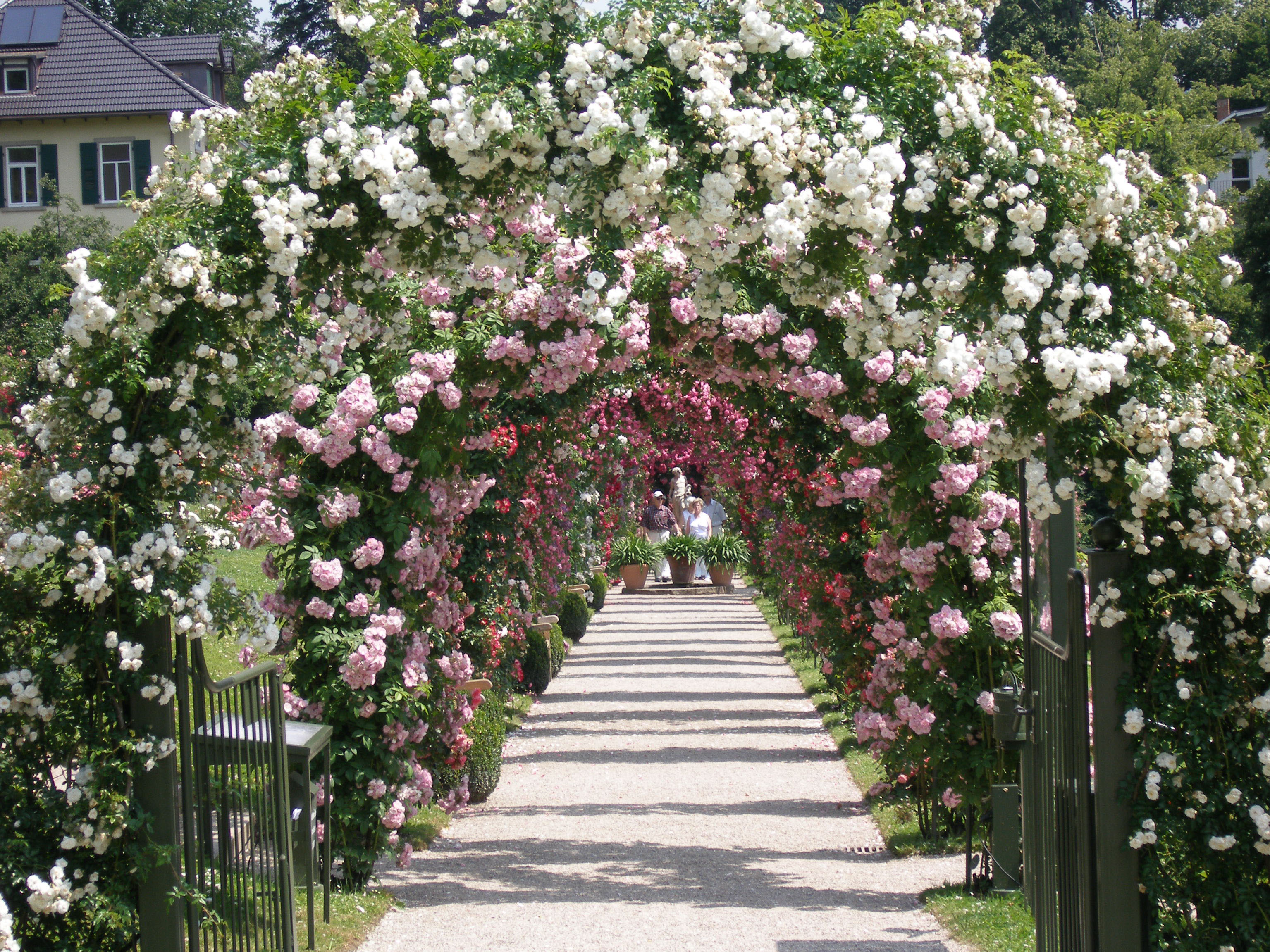 Kletterrosen am Rosenbogen umrahmen in mehreren Reihen einen Gartenweg.