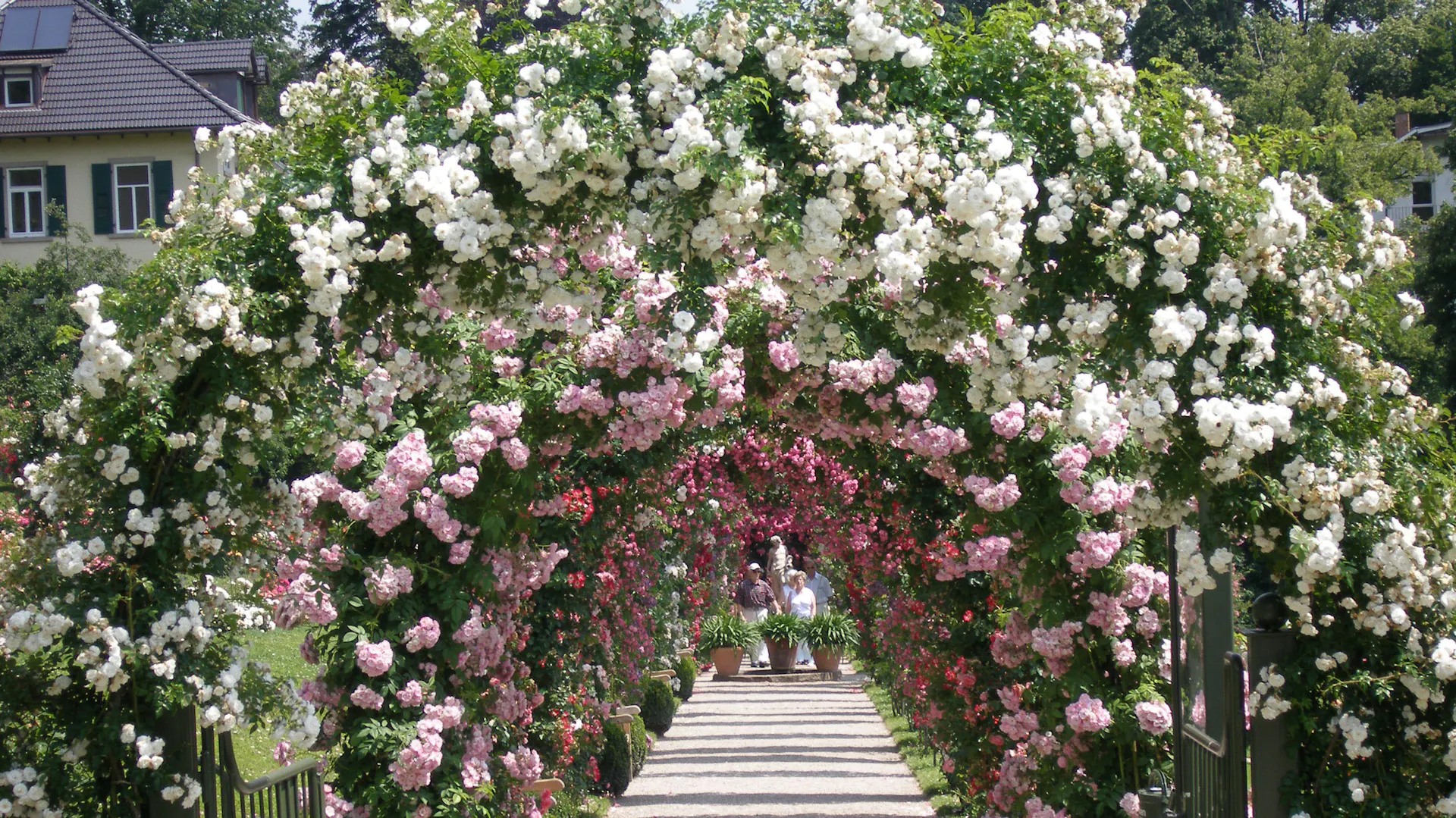 Kletterrosen am Rosenbogen umrahmen in mehreren Reihen einen Gartenweg.