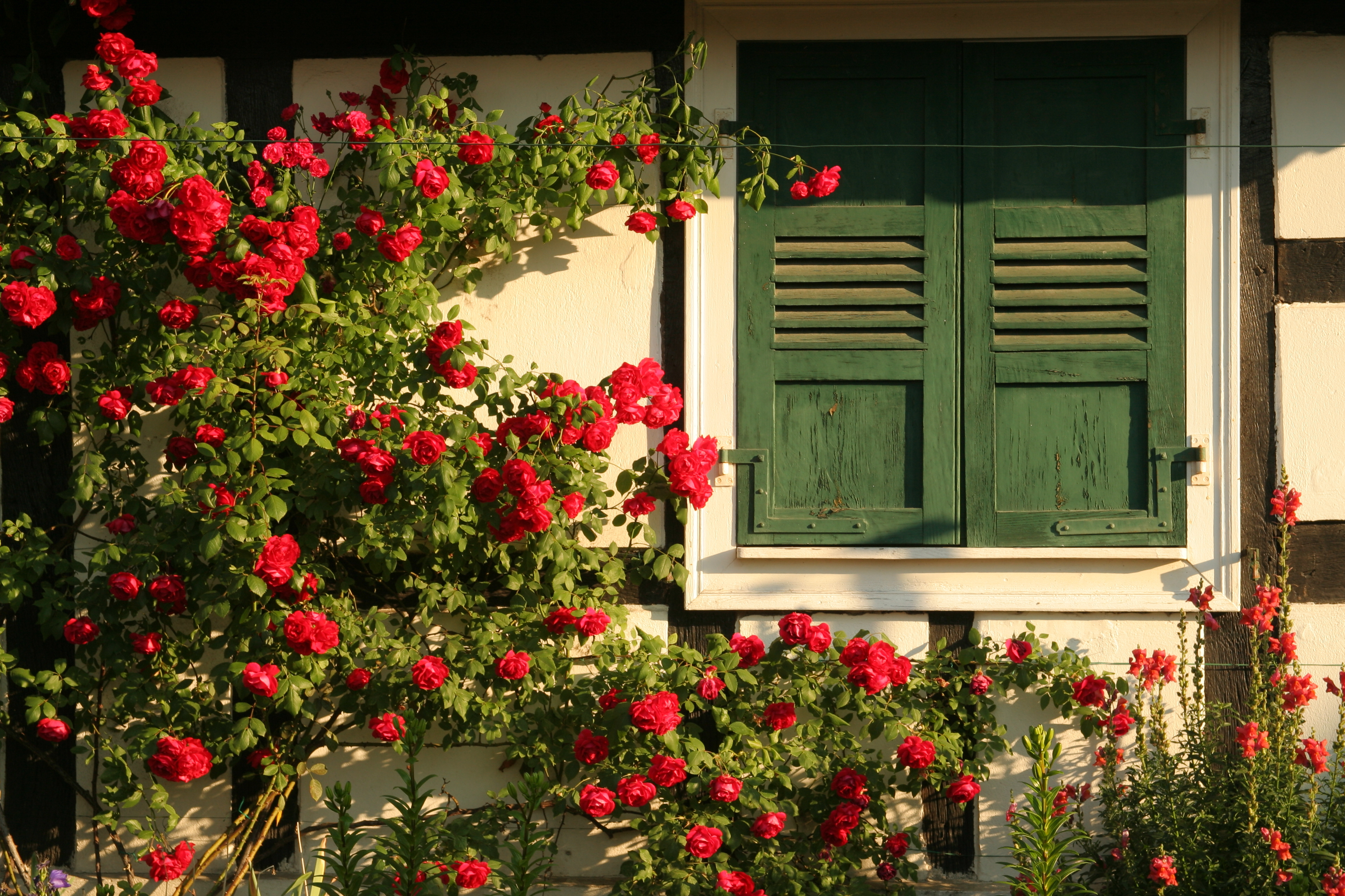 Rot blühende Ramblerrosen wachsen am Haus neben Fenster mit geschlossenen, grünen Fensterläden.