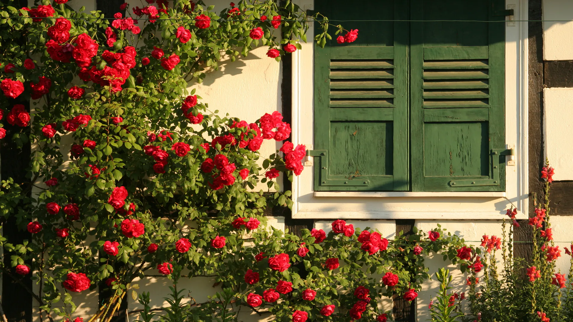 Rot blühende Ramblerrosen wachsen am Haus neben Fenster mit geschlossenen, grünen Fensterläden.