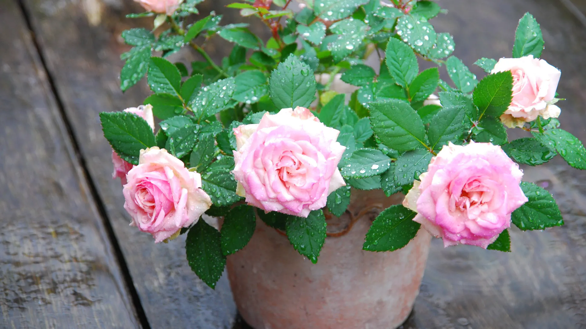 Rosa blühende Zwergrosen im Topf