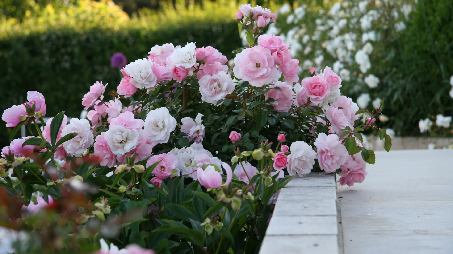Rosa und weiß blühende Bodendeckerrosen an Mauerrand