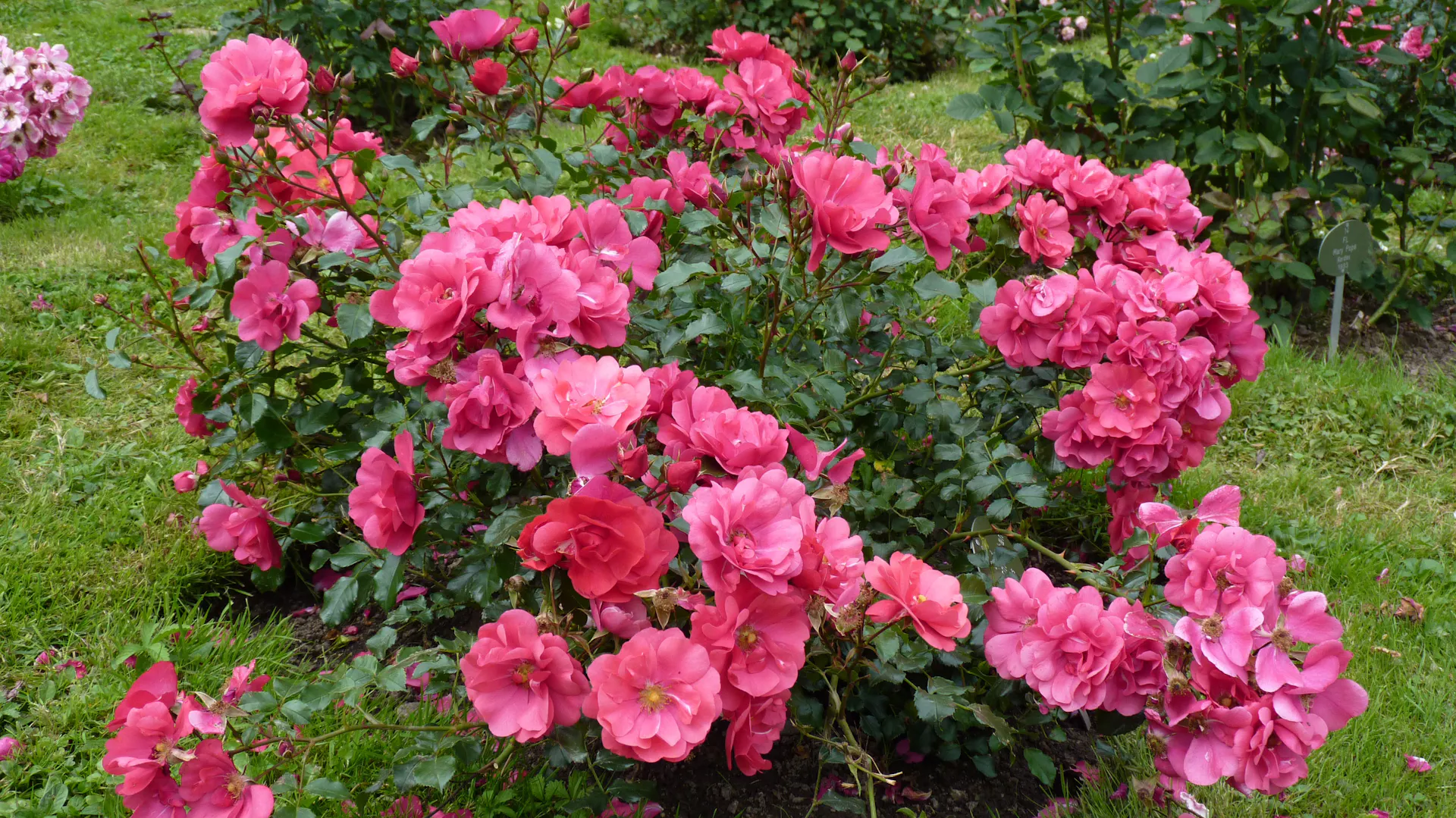 Pink blühende Kleinstrauchrosen im Garten.