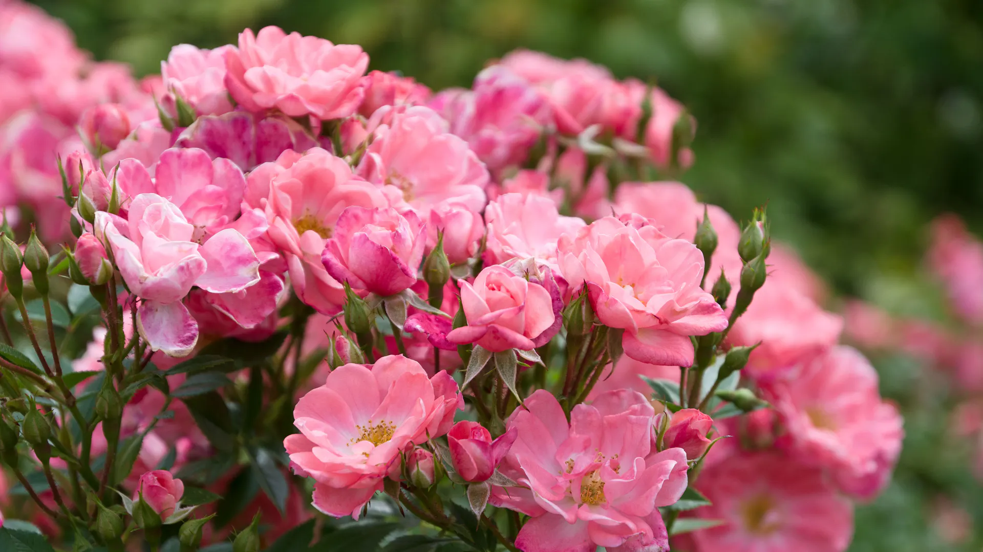 Rose blühende Wildrosen mit grünen Knospen