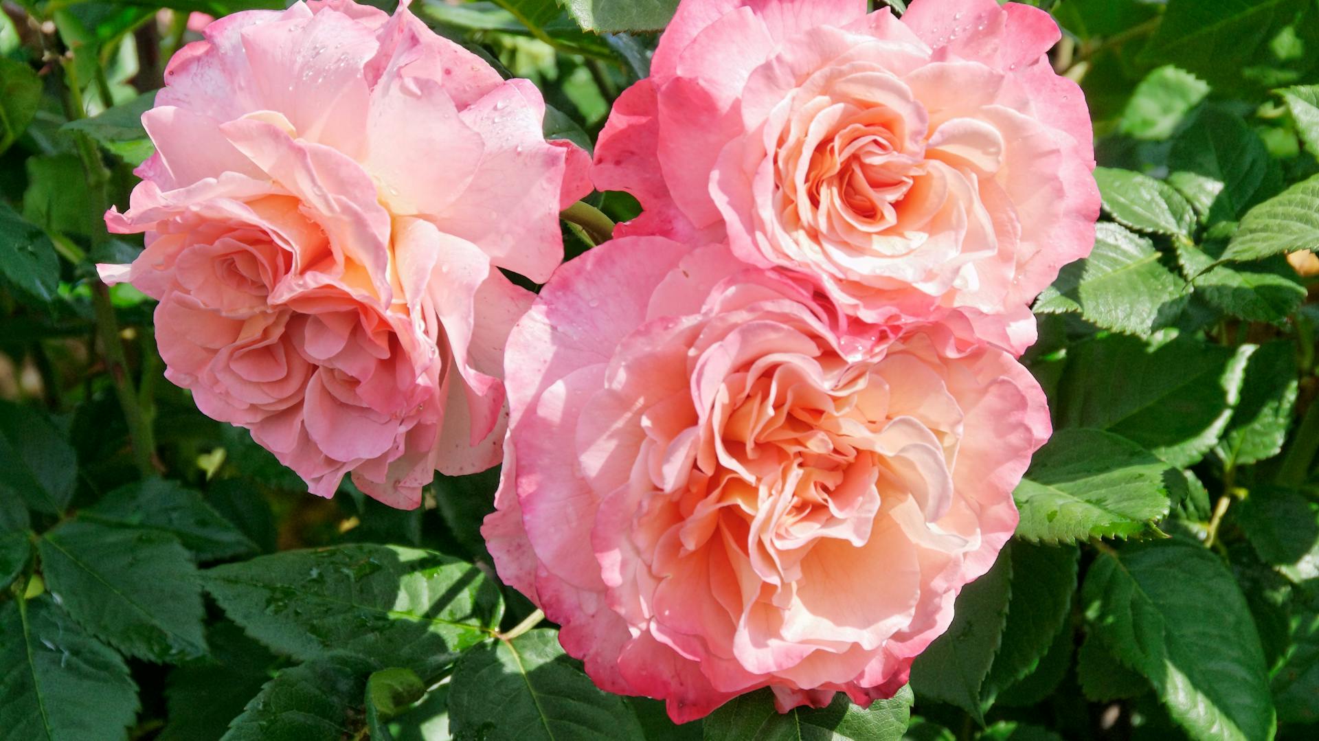 Pinke Rosen im Garten