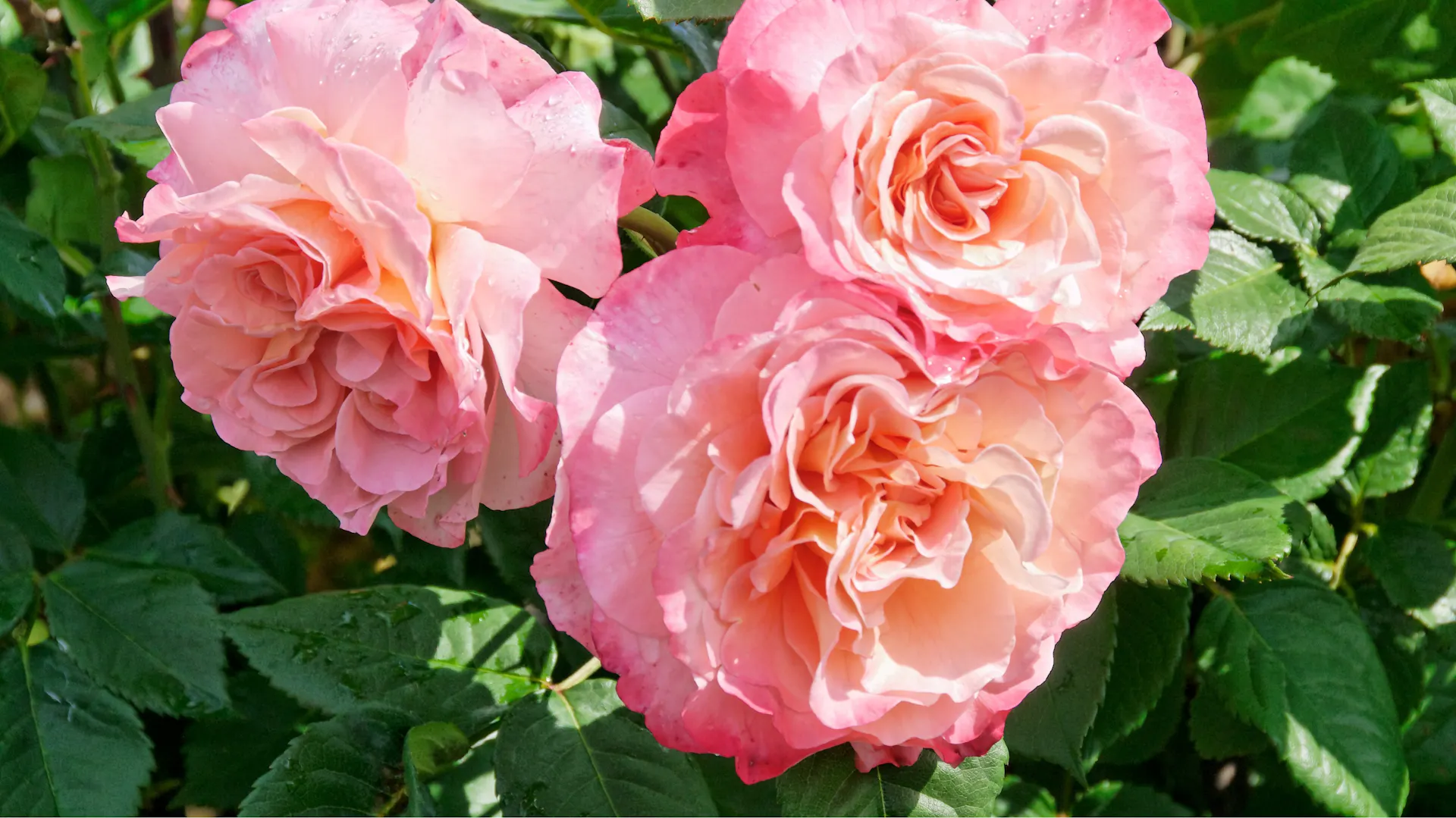 Edelrose „Augusta Luise“ im Garten