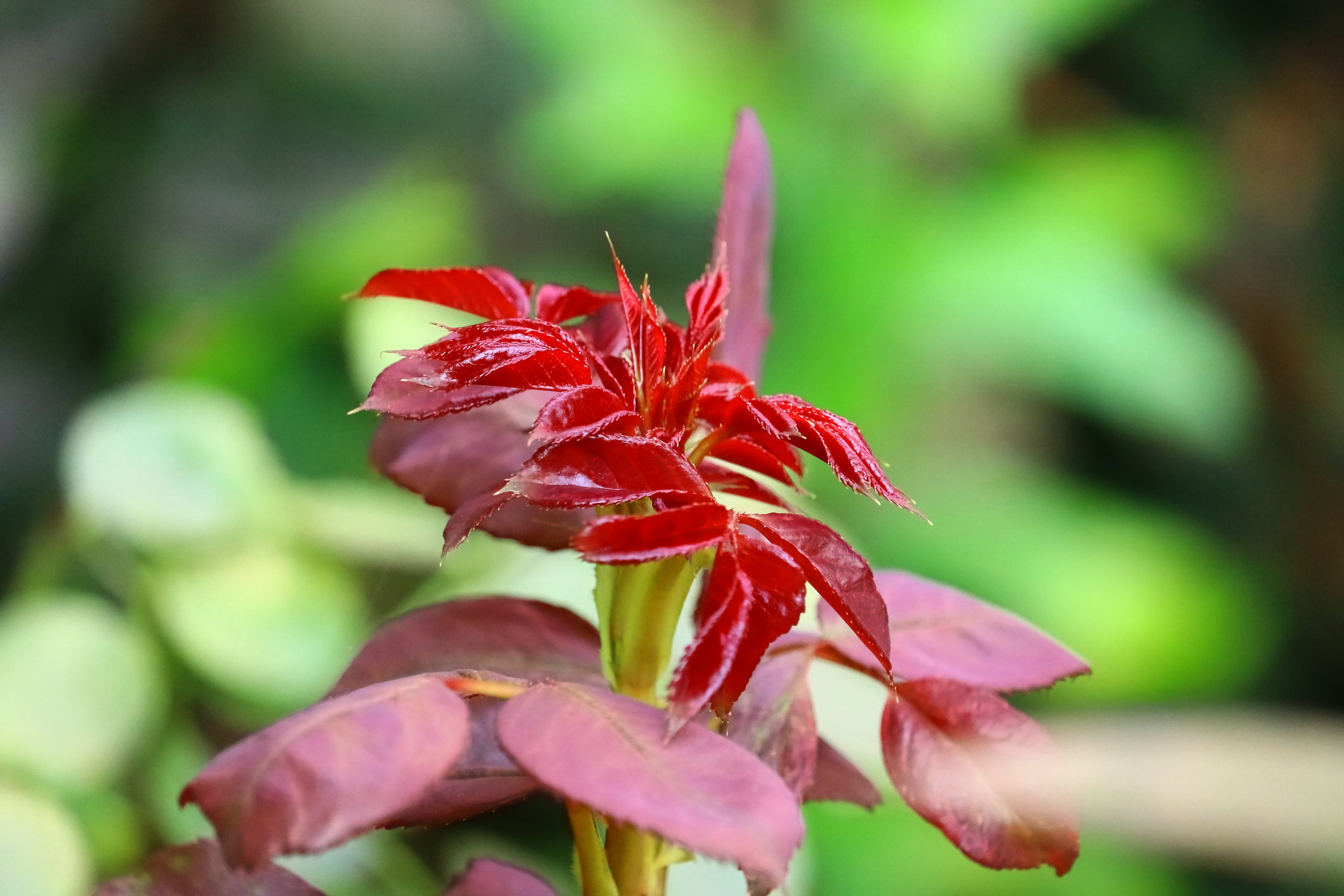 Petali di rosa su un arbusto