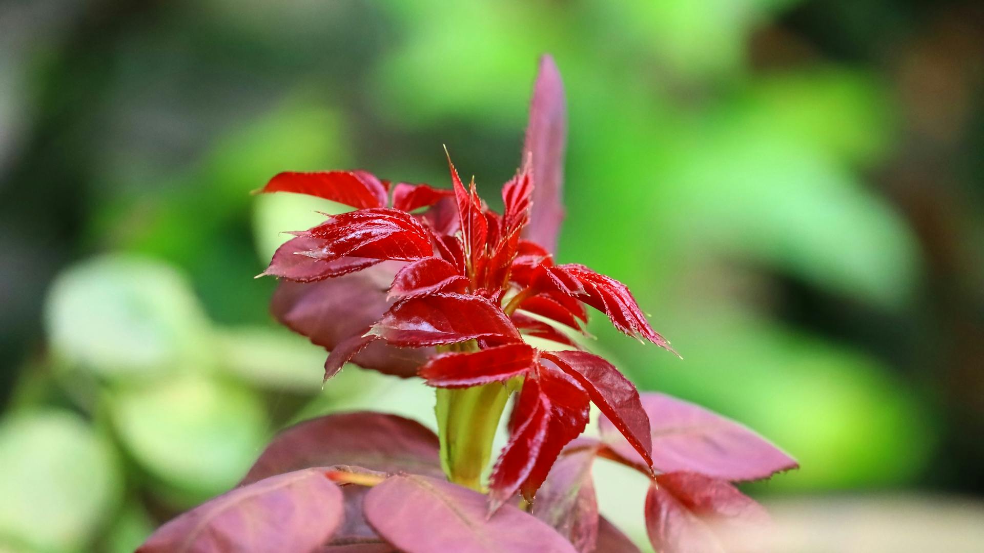 Petali di rosa su un arbusto