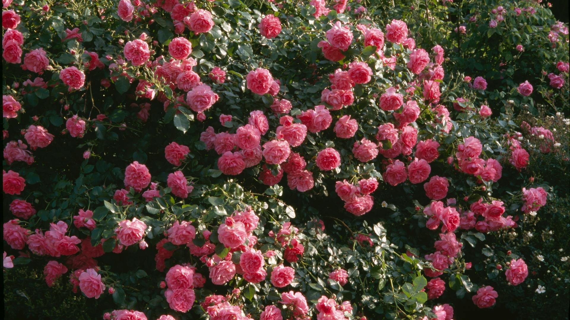 Un rosaio fiorito con fiori rosa.