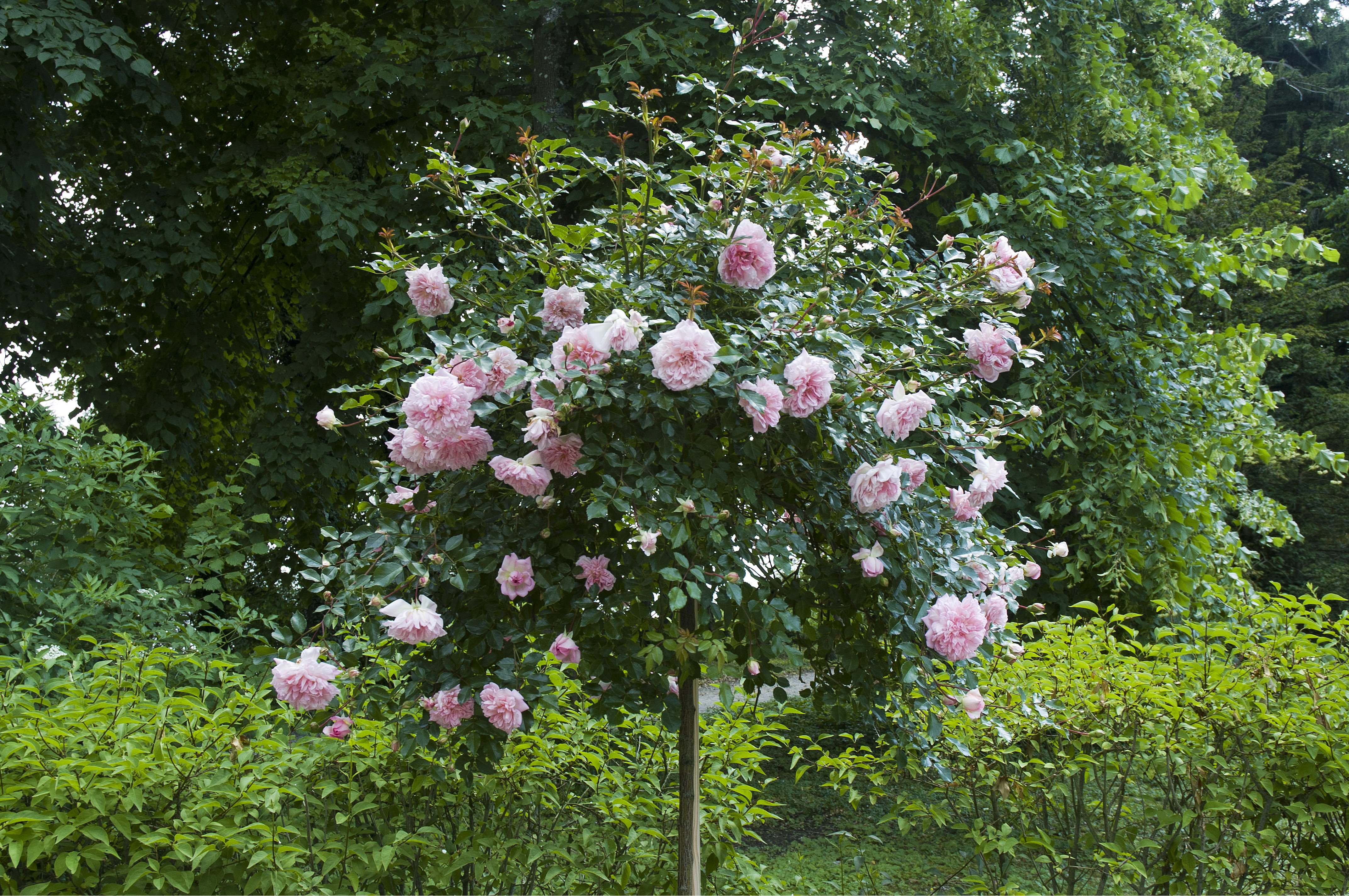 Rosa ad alberello fiorita in giardino
