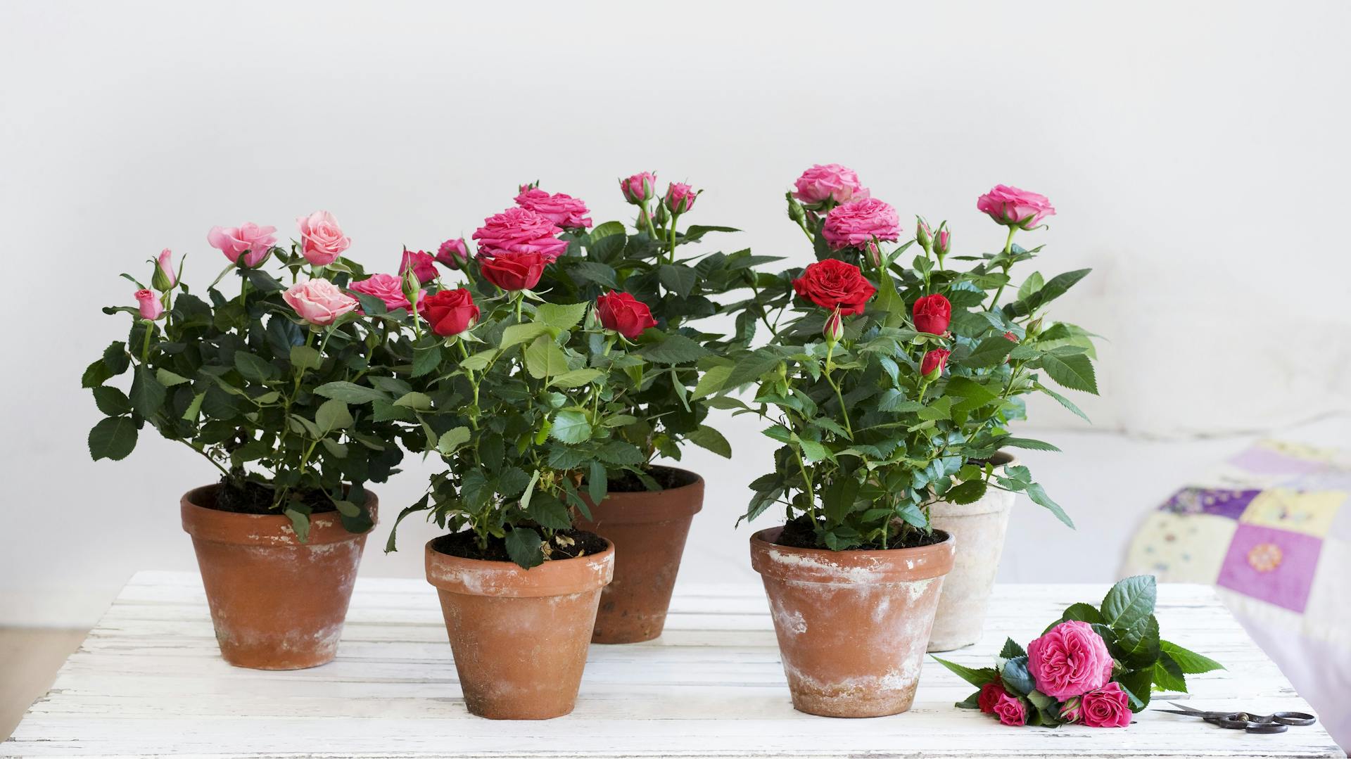 Blühende Rosen in fünf Töpfen auf einem weißen Tisch.