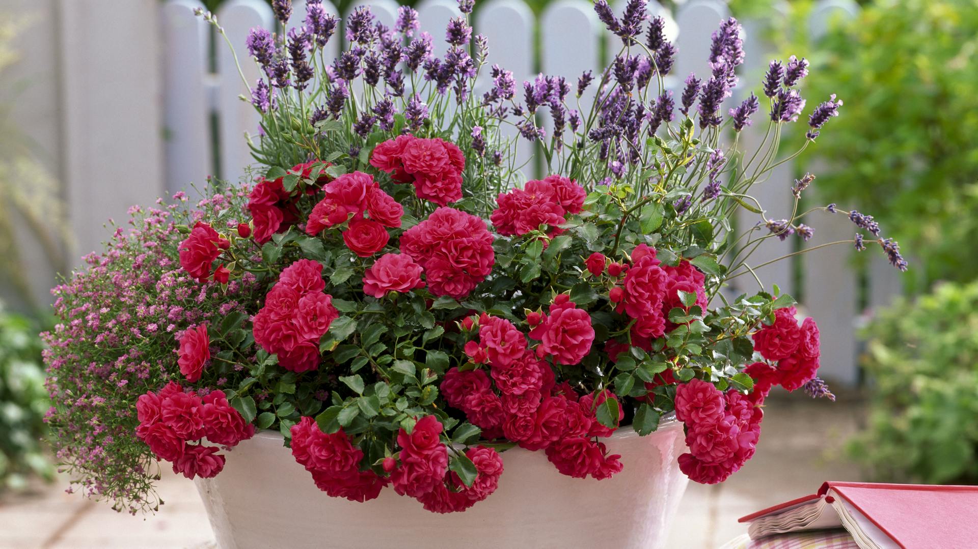 Rose „Gärtnerfreude“ im Topf mit weiteren Pflanzen