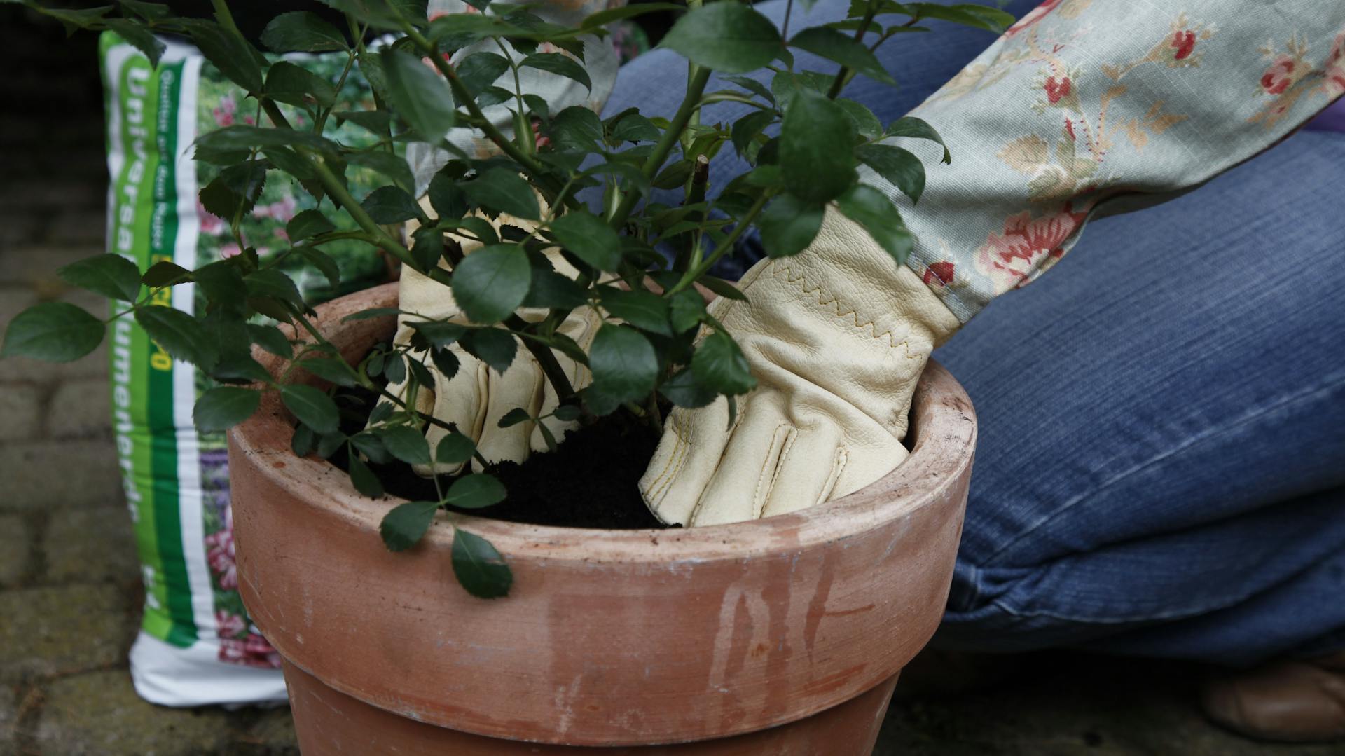 Rosen werden in einen Topf gepflanzt.