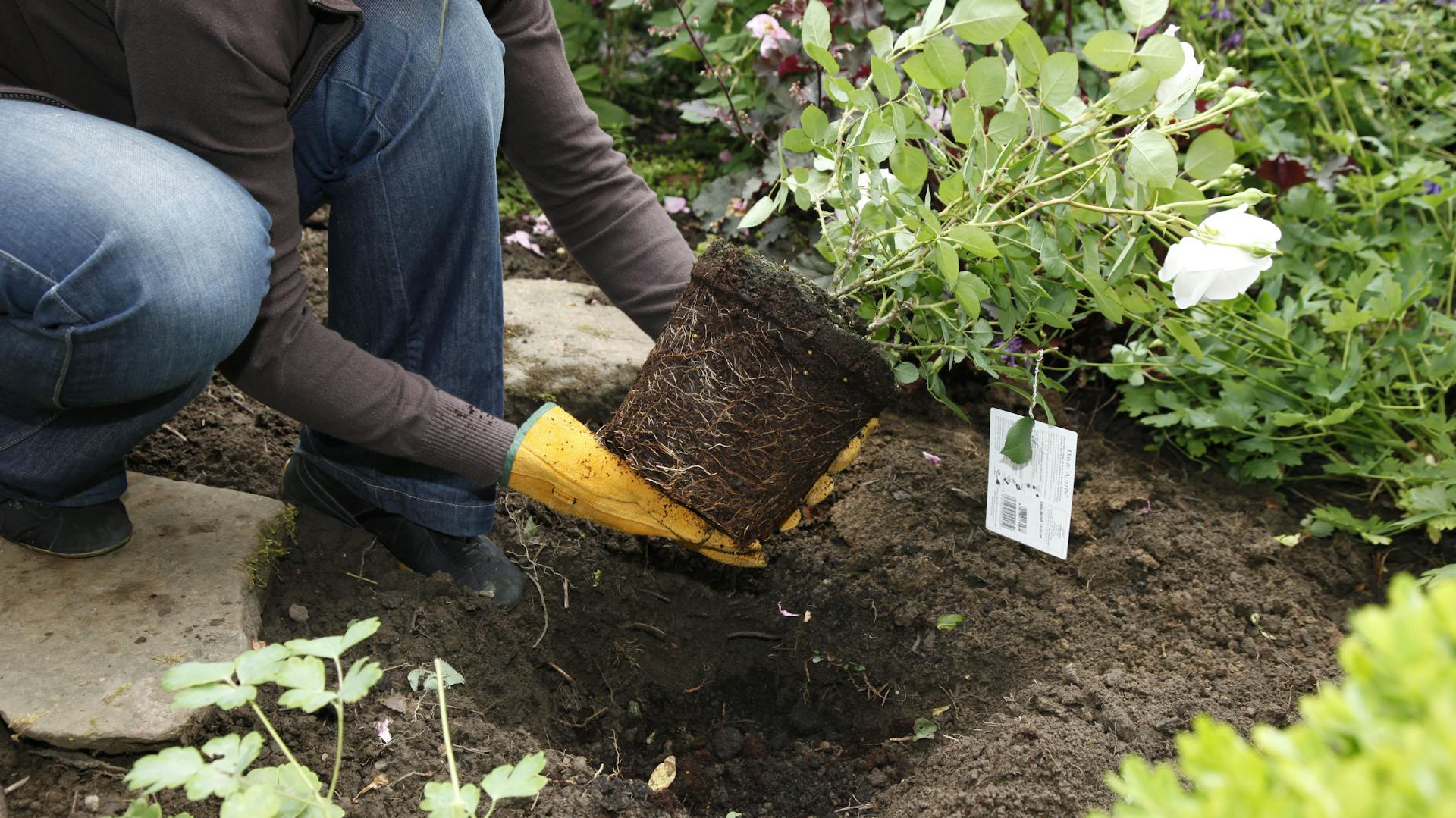 Jemand setzt eine Rose mit Handschuhen in ein Pflanzloch ein.