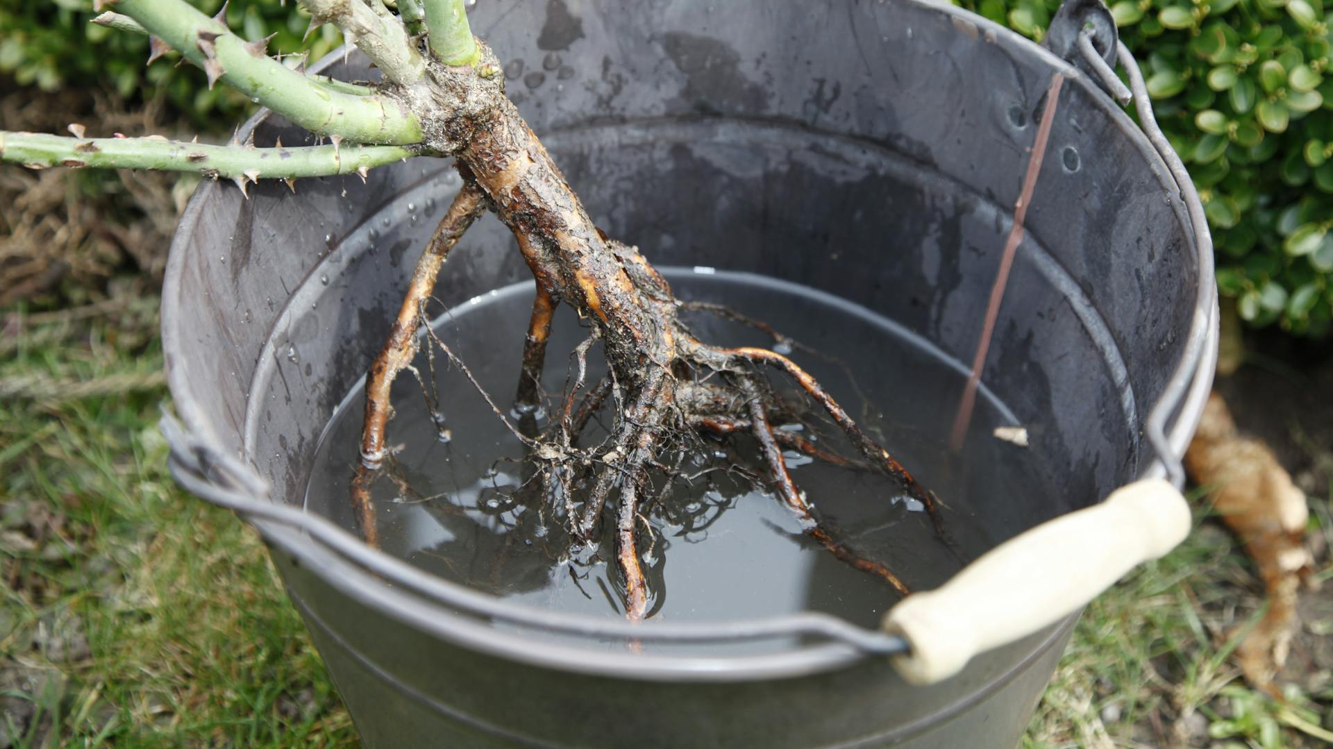 Wurzelnackte Rosen stehen in einem Eimer voller Wasser.
