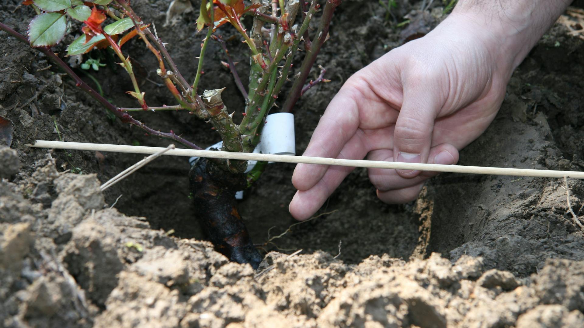 Jemand misst das Pflanzloch für eine Rose aus.