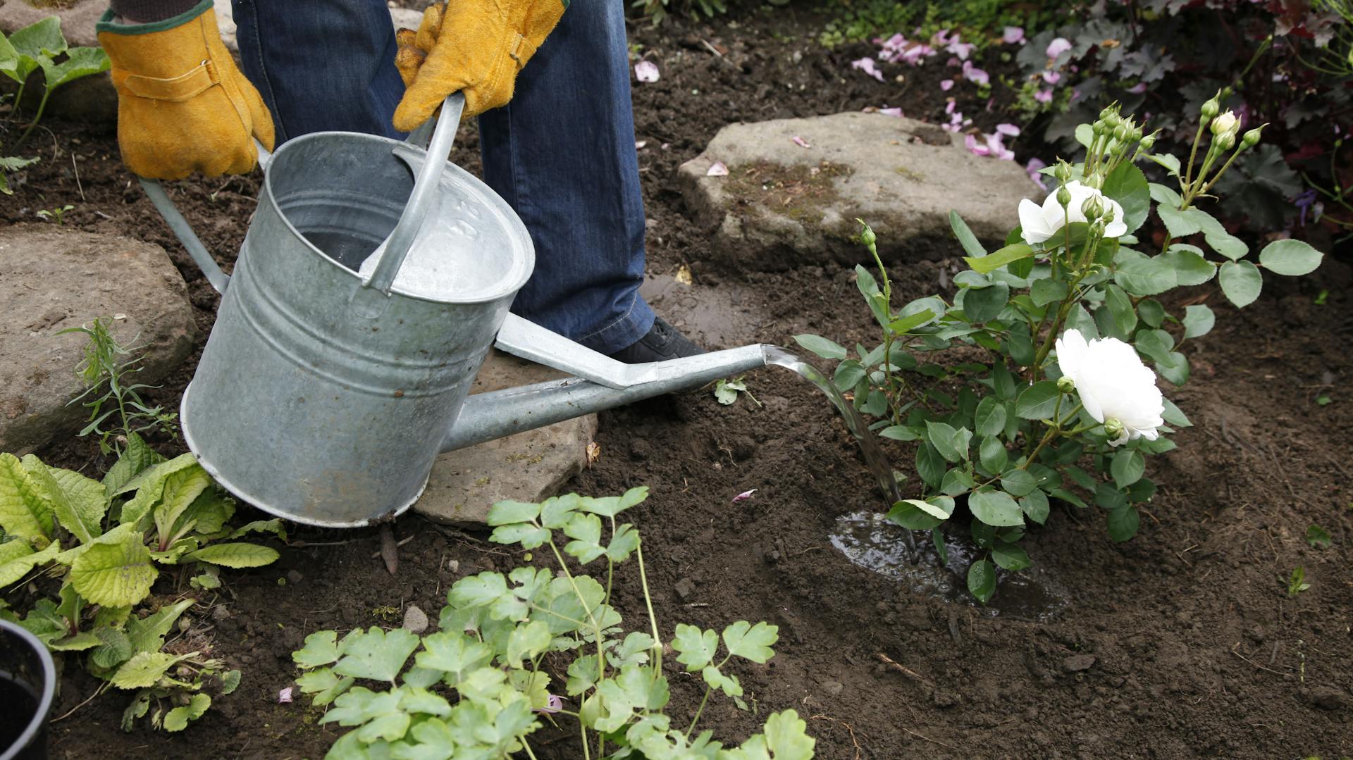 Jemand gießt eine Rose mit einer Gießkanne an.