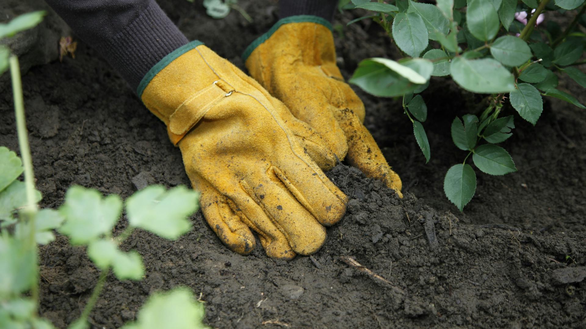 Jemand häufelt Erde an die Rosen, um sie vor Frost zu schützen.