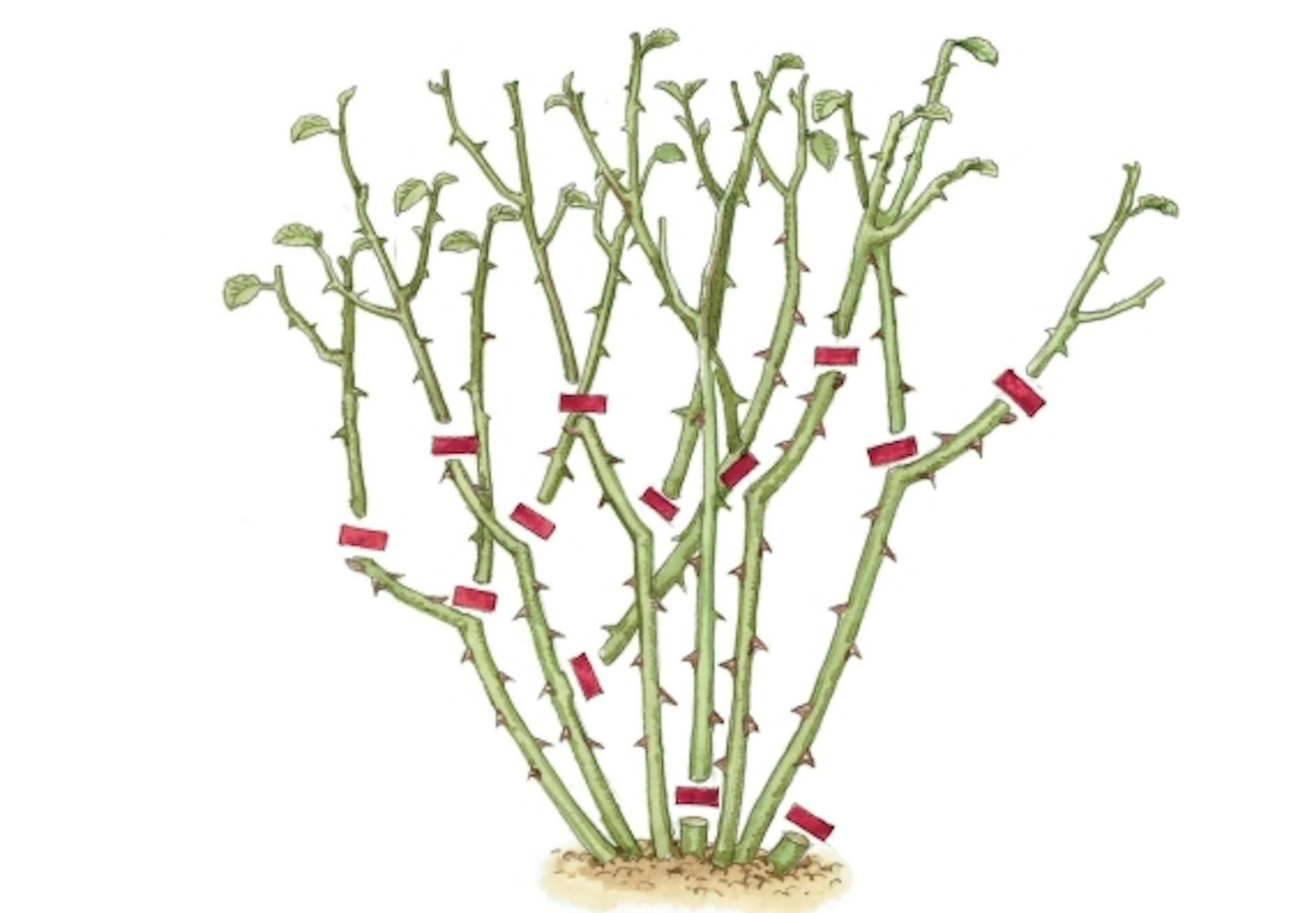 Egyszer nyíló rózsabokor vázlata vágási jelölésekkel.