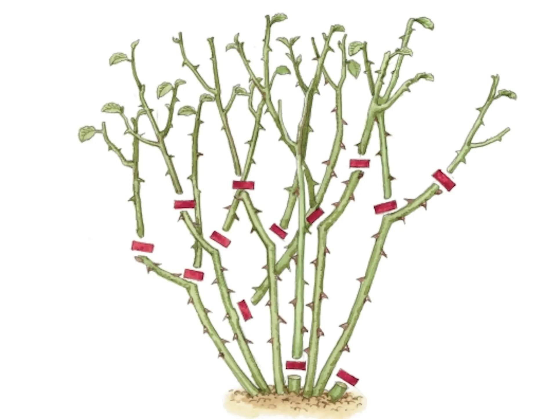 Skizze eines einmalblühenden Rosenbuschs mit Schnittmarkierungen.