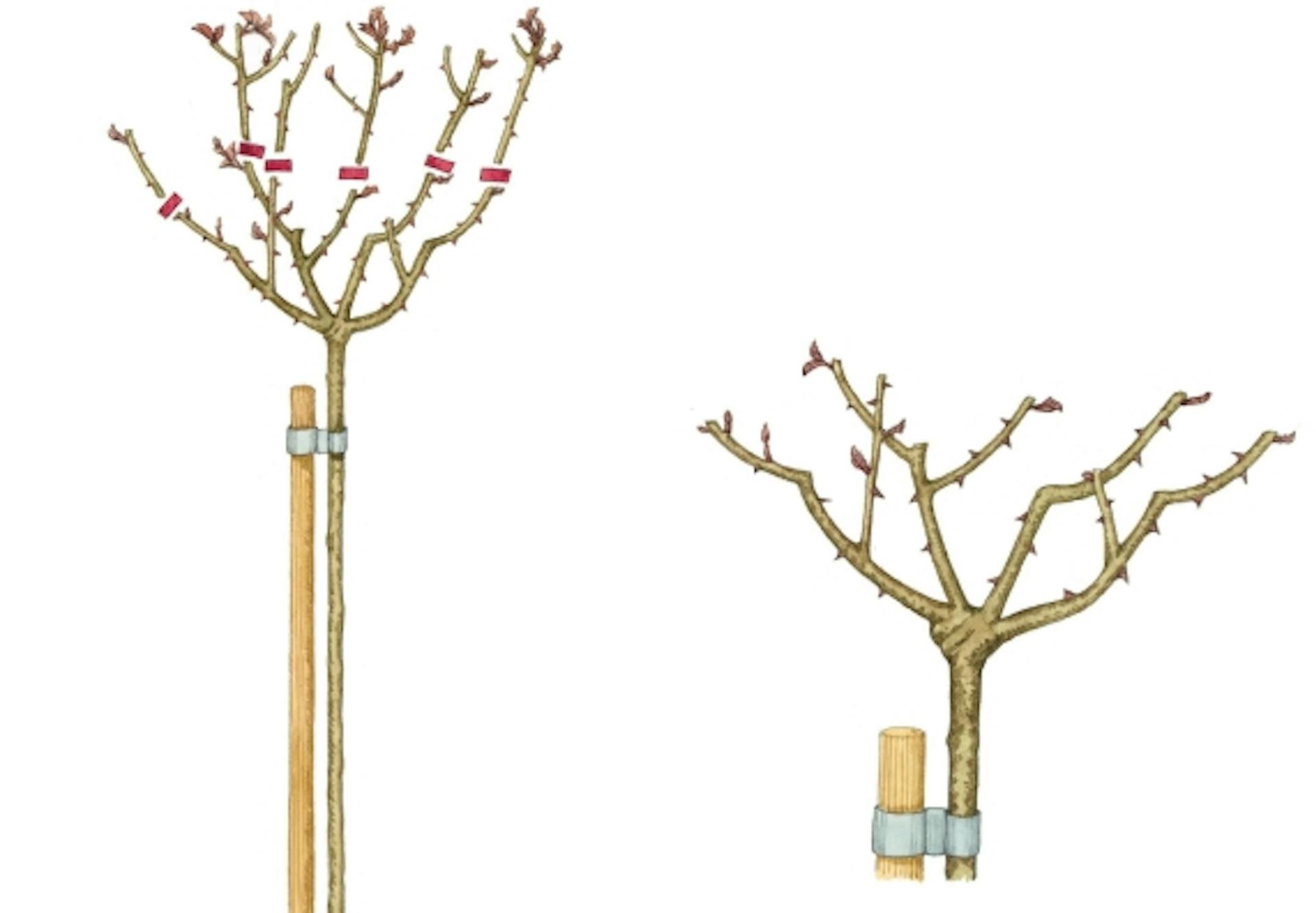Egy magastörzsű rózsa vázlata fából készült futtatóráccsal.