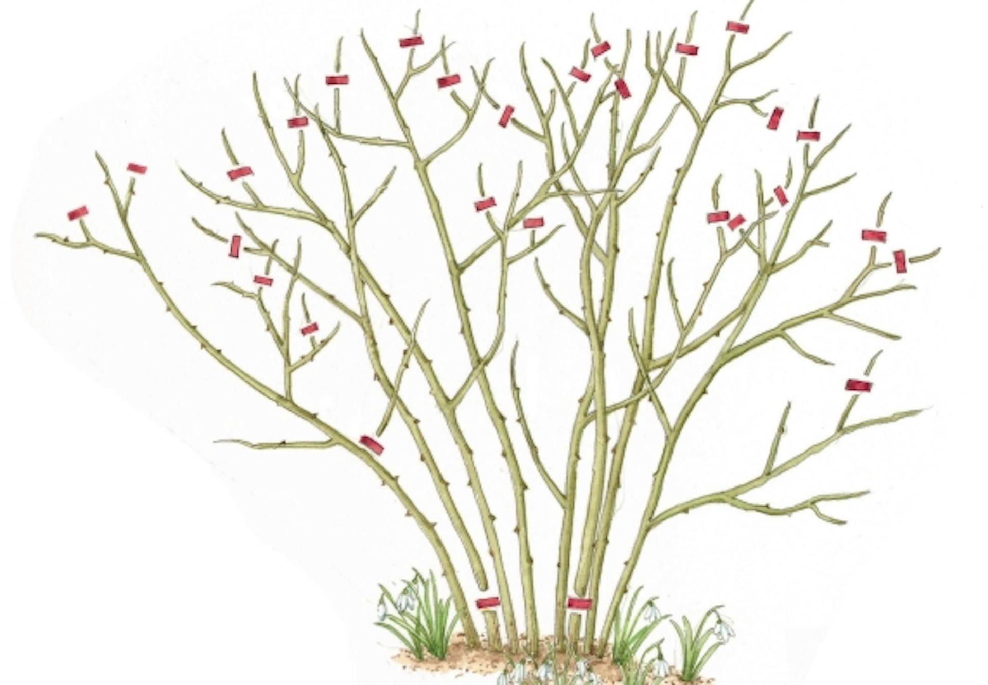 Futórózsa vázlata metszési jelölésekkel.