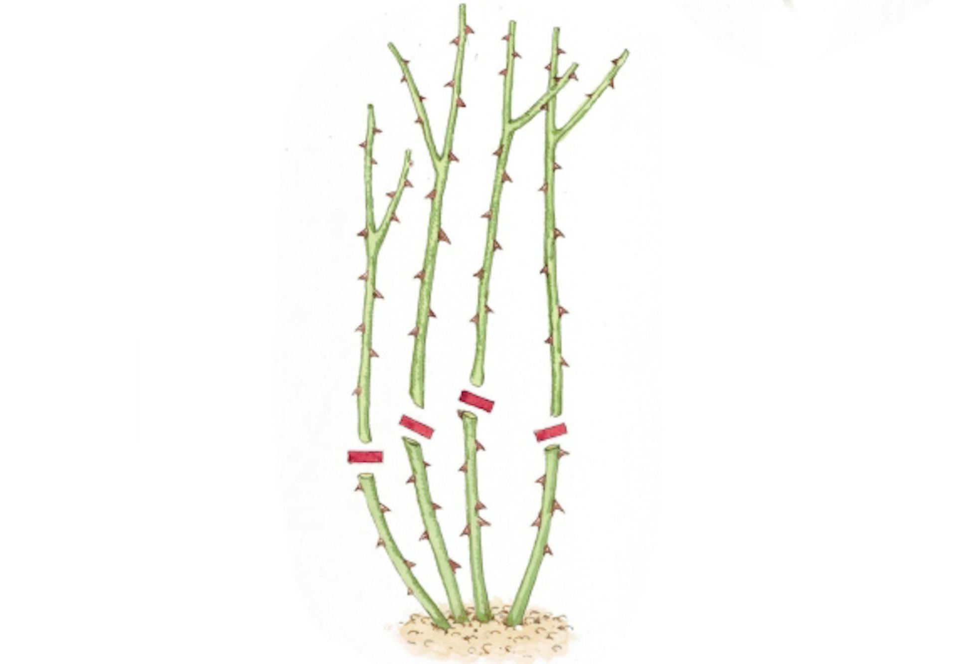 Egyenes növésű rózsabokor vázlata metszési jelölésekkel.