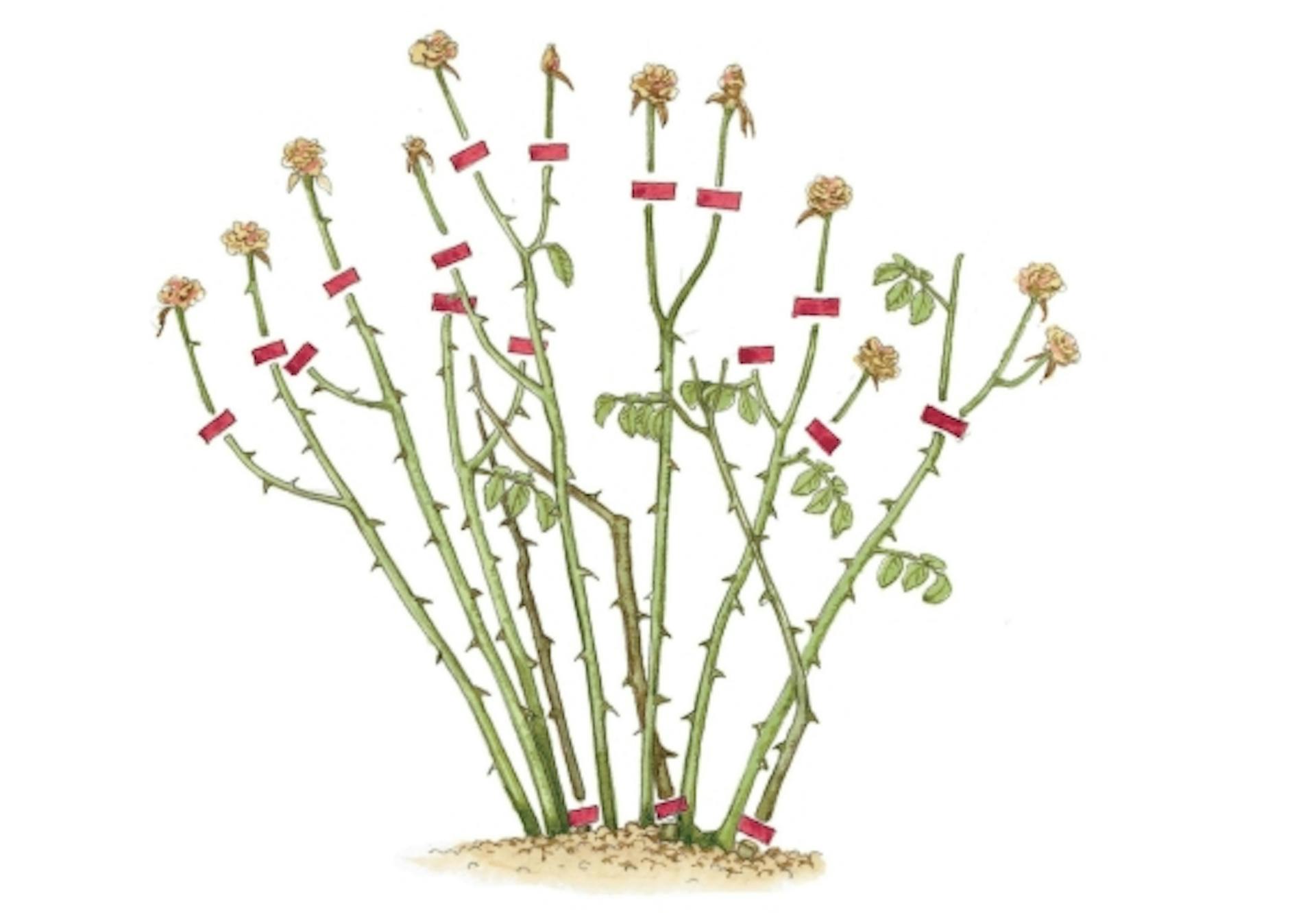 Rózsabokor vázlata metszési jelölésekkel.